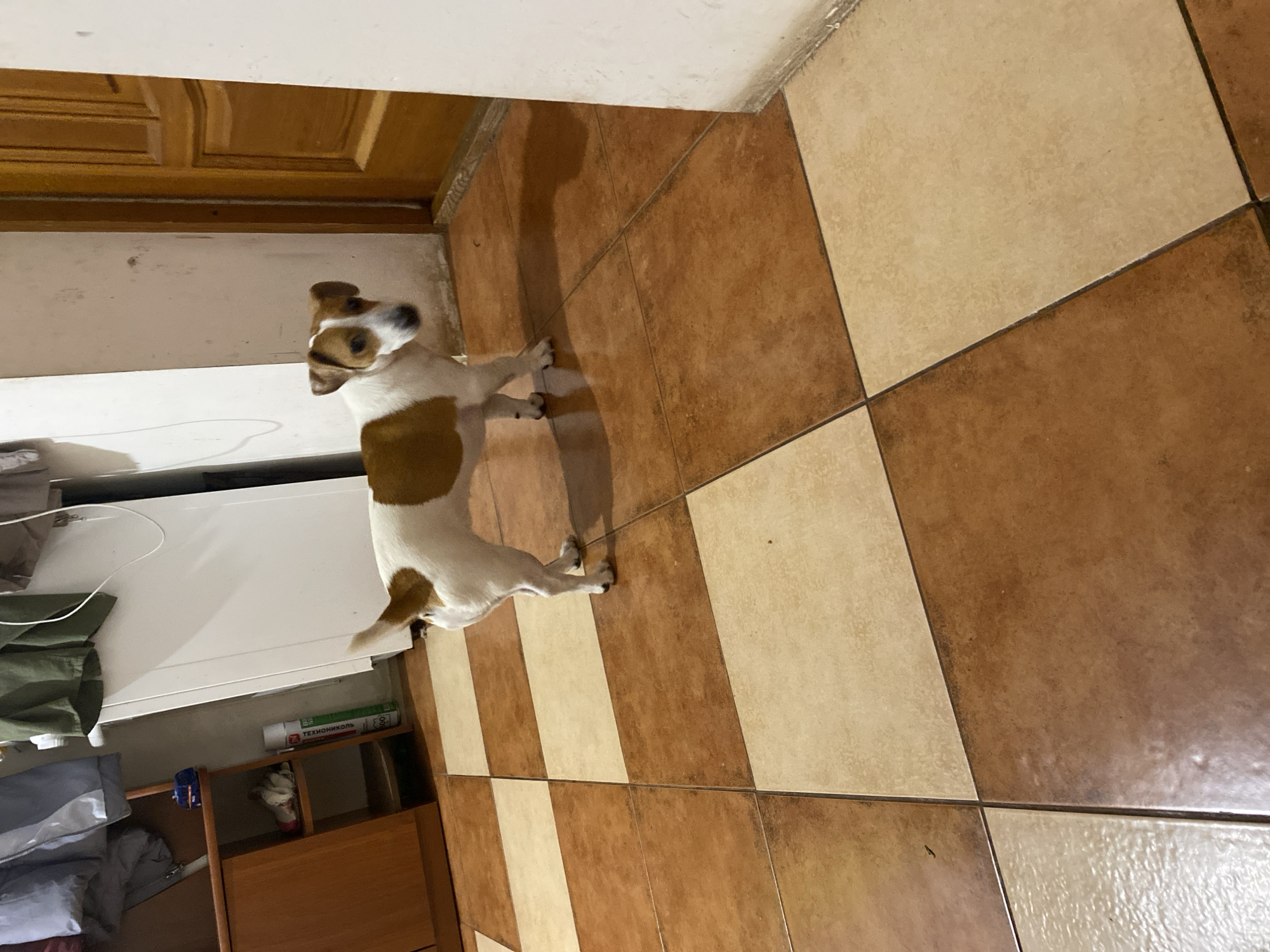 In Shiryaevo, Russia, a Jack Russell Terrier stands on a tiled floor in what appears to be an indoor setting, possibly a hallway or kitchen. The floor is a checkerboard pattern of brown and cream-colored tiles. To the left of the dog, a wooden cabinet is visible, with shelves holding various items, including cleaning supplies. Above the cabinet, coats are hanging on a rack. To the right of the dog is a wooden door with a vertical panel design. The walls are painted a light color. The lighting suggests it is daytime, with a shadow cast by the dog on the floor.