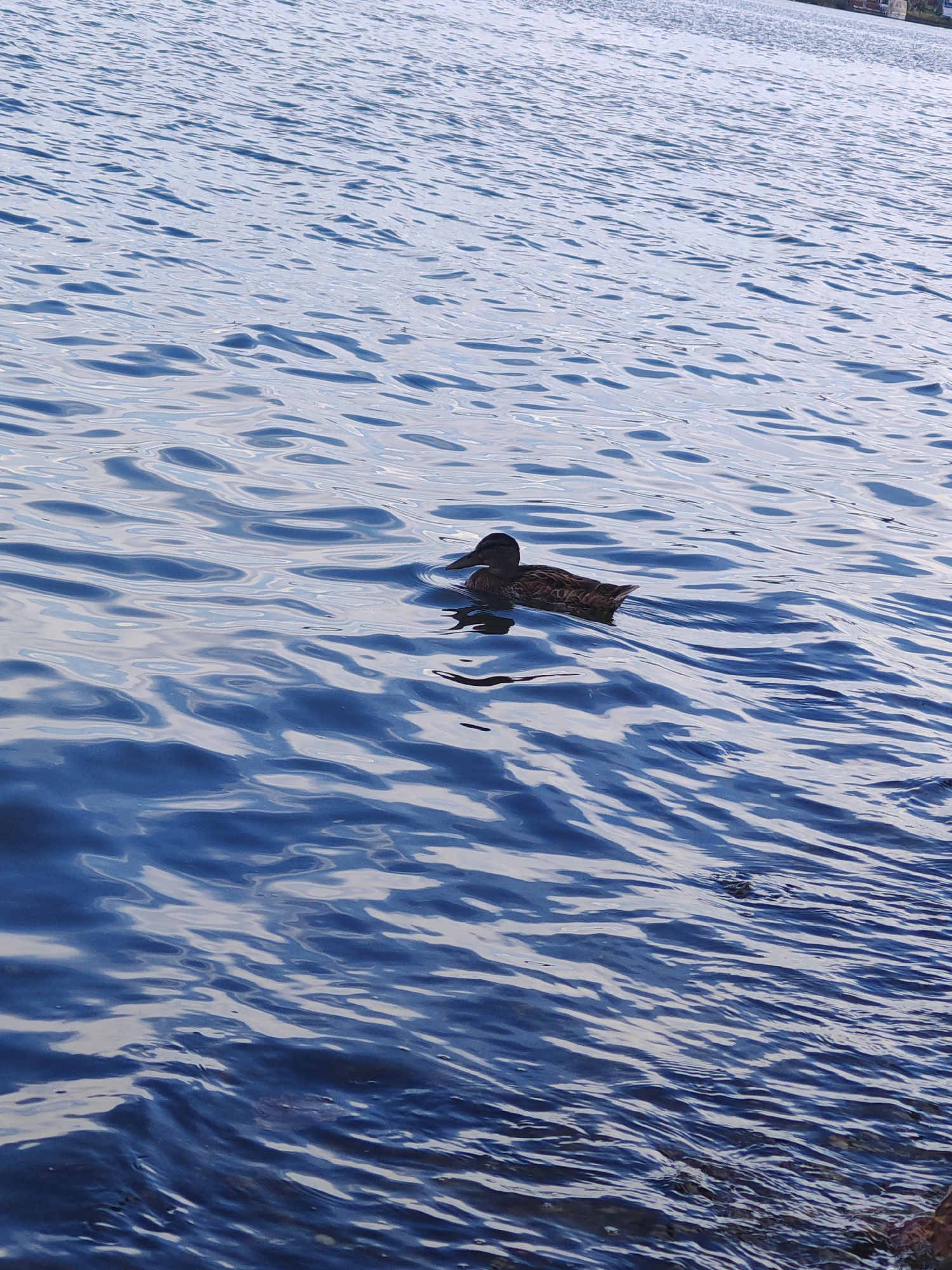 A single duck swims in the rippling blue water of a body of water. The duck is brown and has a dark head. The water is calm with gentle waves. In the background, the shore is visible with some structures. The scene appears to be a serene natural setting. The image was taken in Chernakovo, Russia.