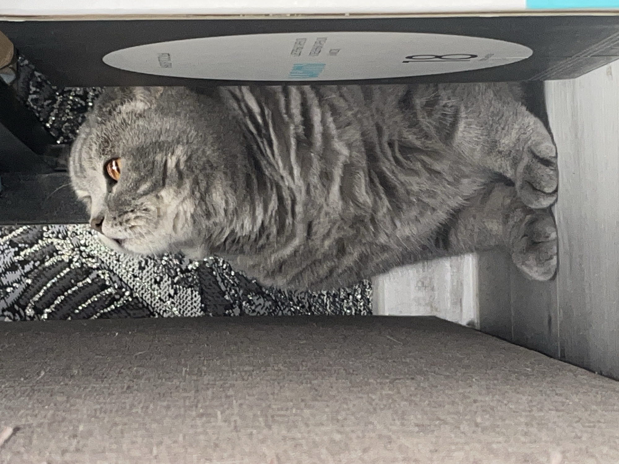 A gray Scottish Fold cat is sitting on a light-colored floor between two objects, looking upwards and to the left. The cat has bright orange eyes and appears fluffy. To the left of the cat is a textured, beige-colored object, possibly a piece of furniture or a wall. To the right of the cat is a black object with a white oval shape that has some text and a number "18" printed on it. Behind the cat, there is a dark background with a patterned texture that appears to be sparkly or reflective. The overall environment suggests an indoor setting, possibly a home. The image does not contain any information about the city of Chaikovsky, Russia.