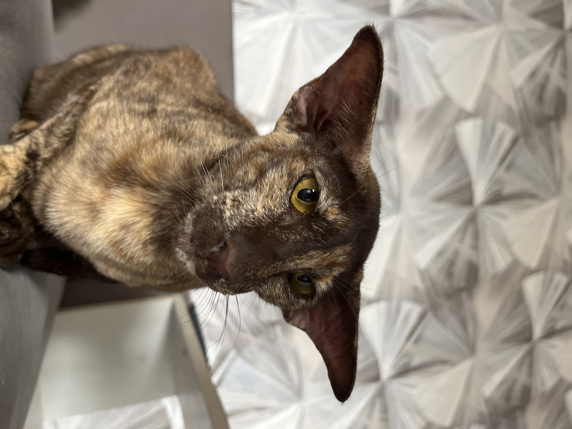 The image is a close-up of an Oriental Shorthair cat. The cat has large ears, golden eyes, and a tortoiseshell coat with brown and tan markings. It is sitting on a gray surface, possibly a couch or chair. The background is a textured wall with a geometric pattern in shades of gray and white. There is no indication of the cat's location in the city of Chaikovsky, Russia, or any people or actions. The scene is static and focuses solely on the cat.