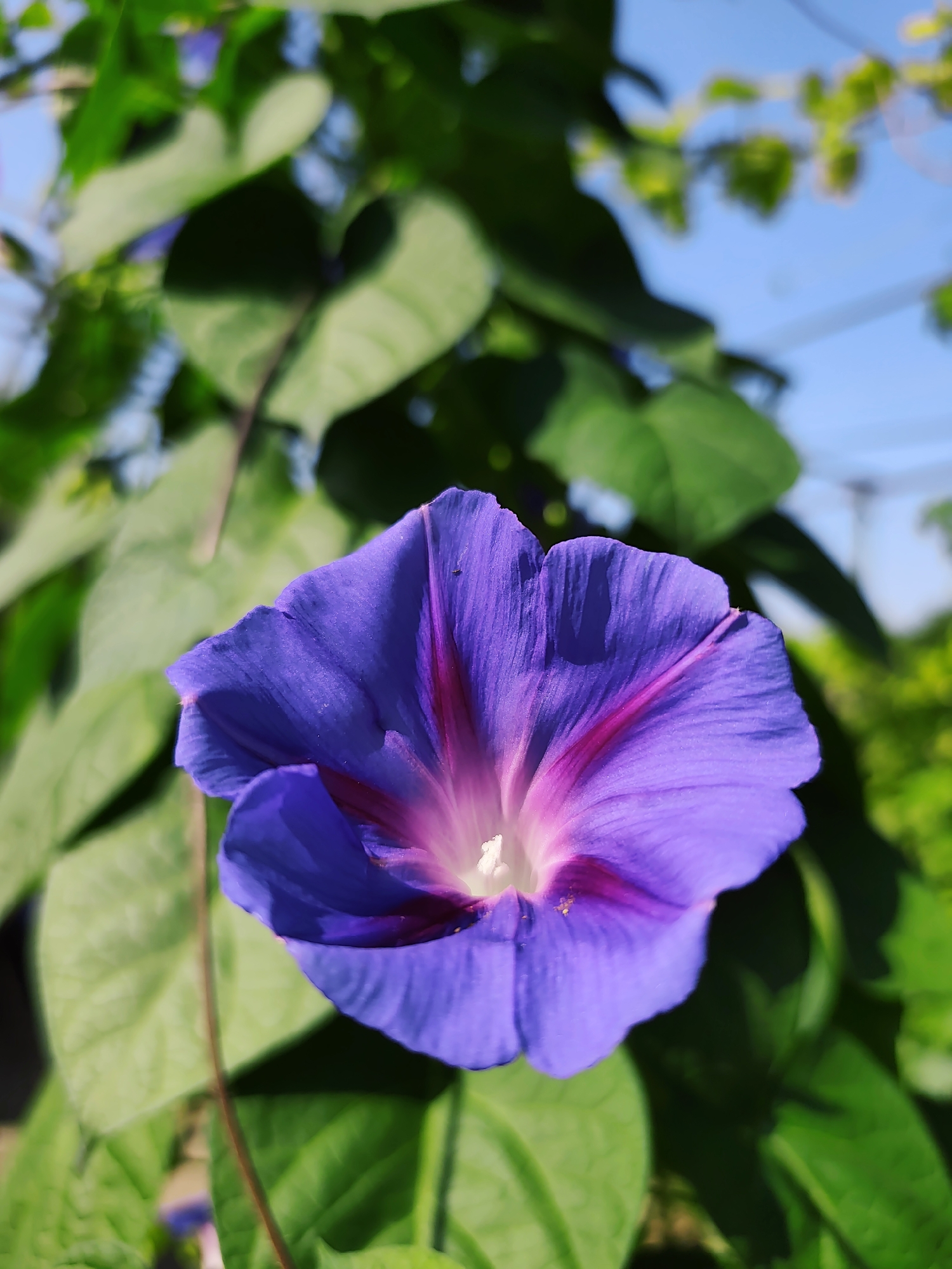 A close-up, eye-level shot captures a vibrant purple morning glory flower in bloom. The flower, with its trumpet-shaped petals, is the primary subject, positioned slightly off-center to the left. Deep magenta stripes radiate from the flower's white center towards its petal edges. The background is dominated by lush green leaves, some in focus and others softly blurred, creating a natural, outdoor setting. The bright blue sky is visible through the foliage, hinting at a clear day. The scene is outdoors, suggesting a garden or natural landscape. No people are present, and no specific location within Goyany, Moldova, can be determined from the image itself.