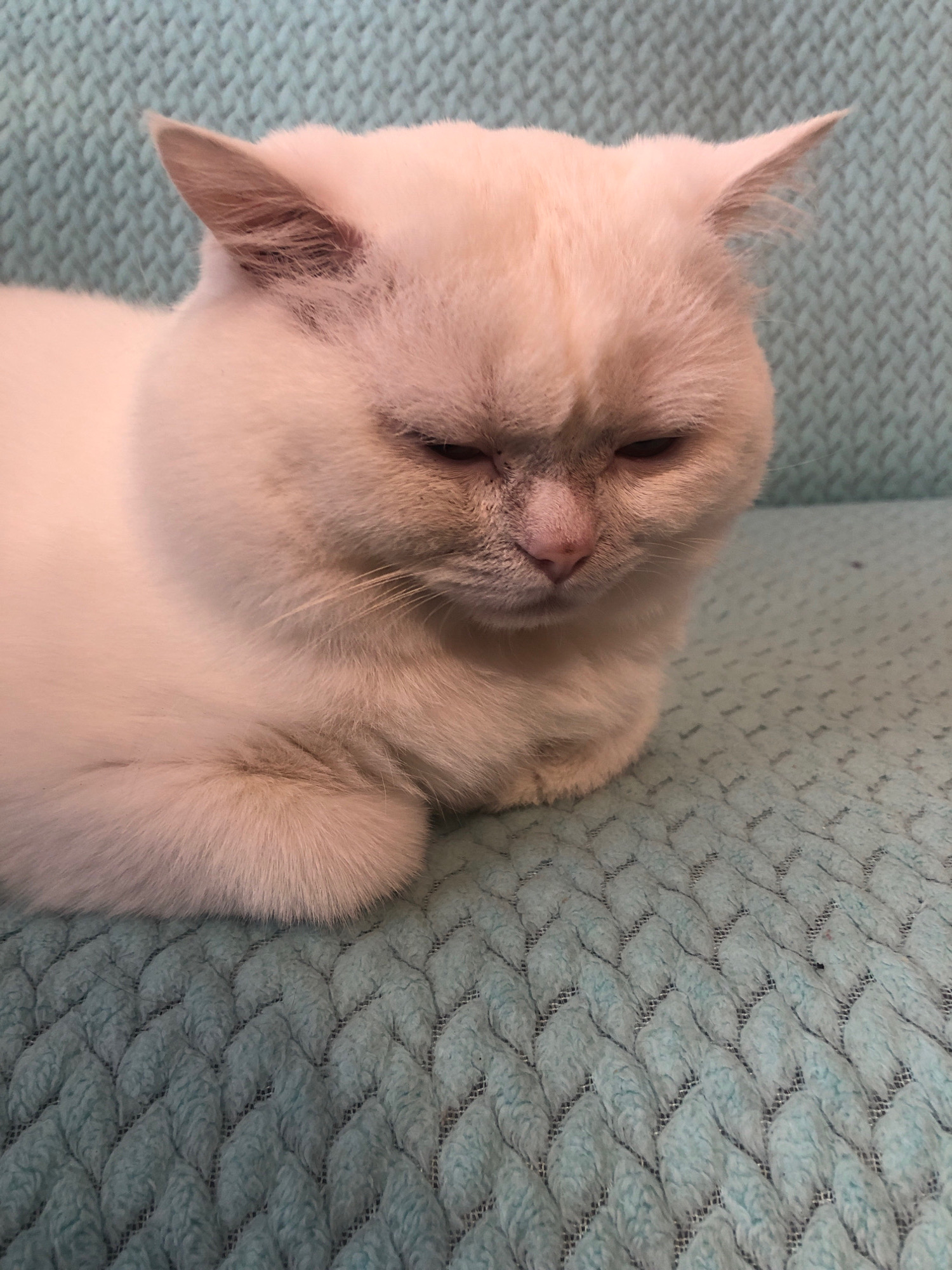 A light-colored cat with its eyes partially closed is resting on a textured, light blue surface. The cat's fur appears soft and fluffy, and its ears are pointed upwards. The background is a blur of the same light blue texture. The scene is indoors.