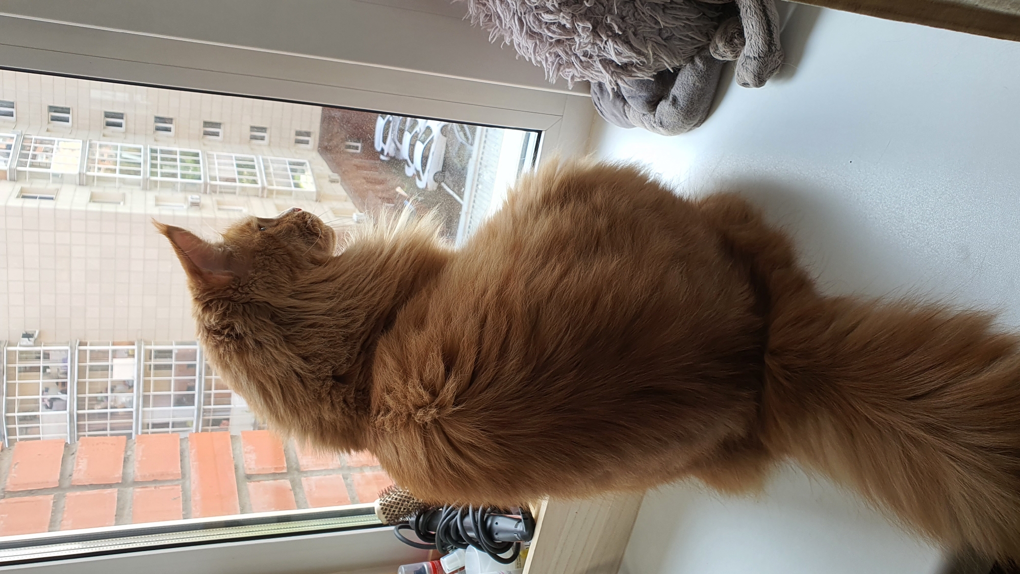 A fluffy, ginger Maine Coon cat sits on a white windowsill, looking out a window. The cat is facing away from the camera, with its head turned to the right. Outside the window, several white cars are parked in a lot, and a multi-story apartment building is visible. To the left of the cat, a wooden shelf holds a black electrical cord and a brown hairbrush. To the right of the cat, a grey stuffed animal with shaggy fur rests on the windowsill. The scene is indoors, with brickwork visible on the left side of the frame, suggesting it might be an apartment in Krasnoyarsk, Russia. The lighting suggests it is daytime.