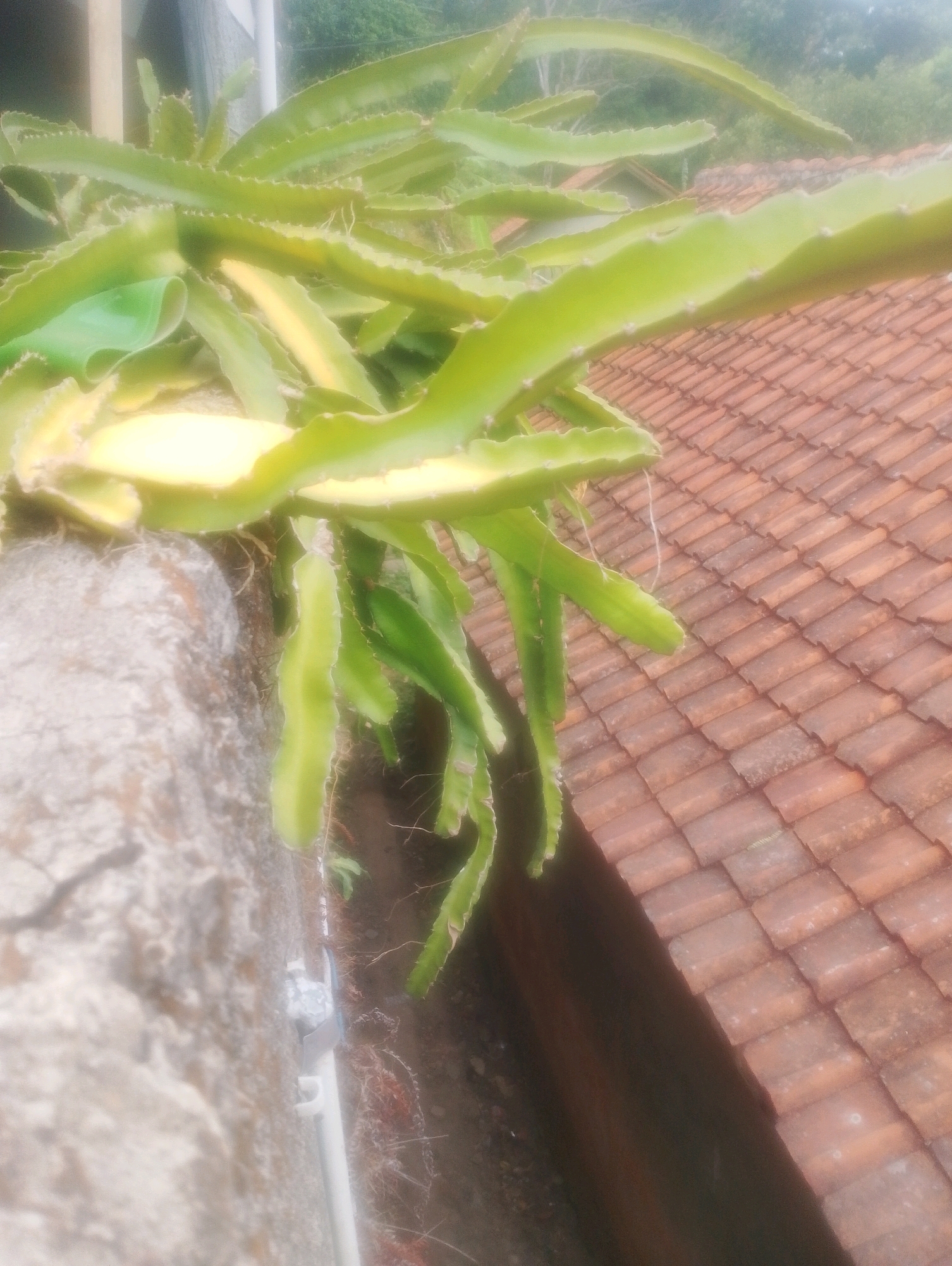 The image captures a close-up view of a dragon fruit plant with its characteristic green, segmented stems. The plant is growing over the edge of a concrete structure, possibly a wall or a planter box. Beyond the plant, a terracotta tiled roof of a building is visible. The background suggests an outdoor environment with some greenery and a hazy sky. The scene appears to be located in Kalapadua, Indonesia, based on the provided context. There are no people or discernible actions taking place in the image. The overall impression is of a natural element encroaching on man-made structures in a tropical setting.