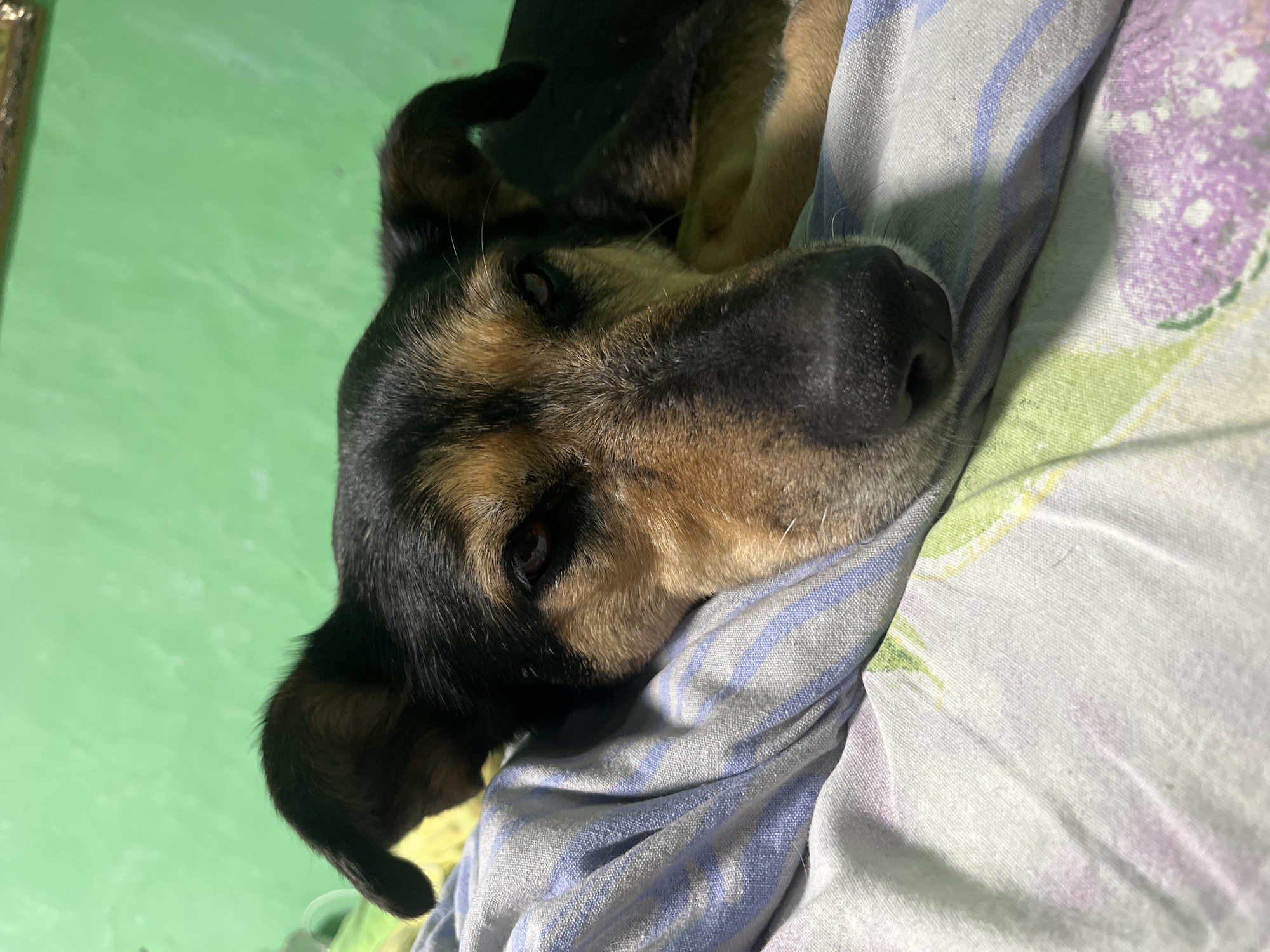 The image is a close-up shot of a dog lying down on a bed. The dog has black and tan fur and is looking directly at the camera with a slightly narrowed gaze. The bed is covered with striped and floral patterned sheets. In the background, a bright green wall is visible, slightly out of focus. The lighting appears to be natural, coming from the side, casting subtle shadows on the dog's face. The image does not contain any recognizable landmarks or contextual clues that would allow for its specific location within Nizhny Tagil, Russia.