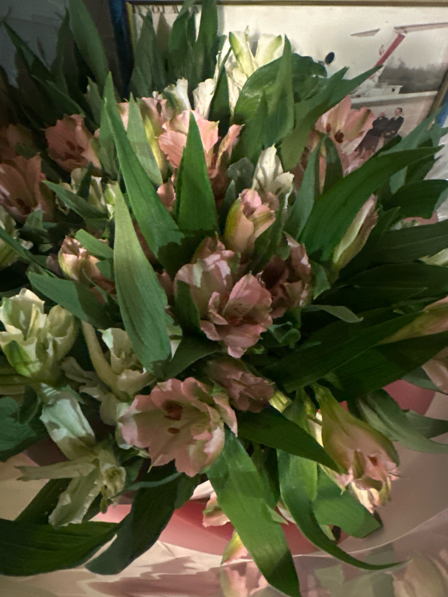 A close-up, top-down shot captures a bouquet of light pink and white alstroemeria flowers, accented with dark green leaves. The flowers appear to be in various stages of bloom, with some fully open and others still budded. The bouquet is presented in a light pink wrapper, suggesting it is a gift. In the background, a framed photograph is visible, depicting two figures in formal attire. This scene is situated within a building, potentially a home, in Lapės, Lithuania. The lighting is dim, creating shadows that add depth and texture to the arrangement.