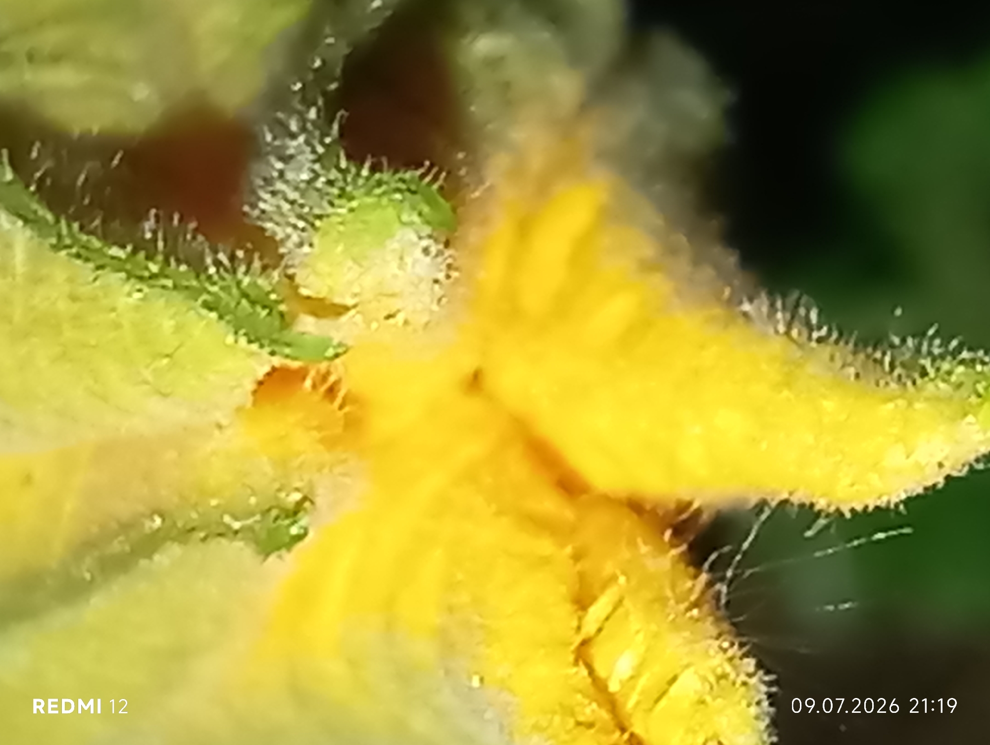 This is an extreme close-up, macro photograph of a yellow flower, possibly a cucumber blossom, with visible green sepals and fine, fuzzy hairs. The image is characterized by a shallow depth of field, with the foreground sharply focused and the background blurred into indistinct shapes of green and dark brown. The text "REDMI 12" is visible in the bottom left corner, and a date and time stamp "09.07.2026 21:19" is in the bottom right corner. There is no visible indication of the city of Smila, Ukraine, within the image itself.