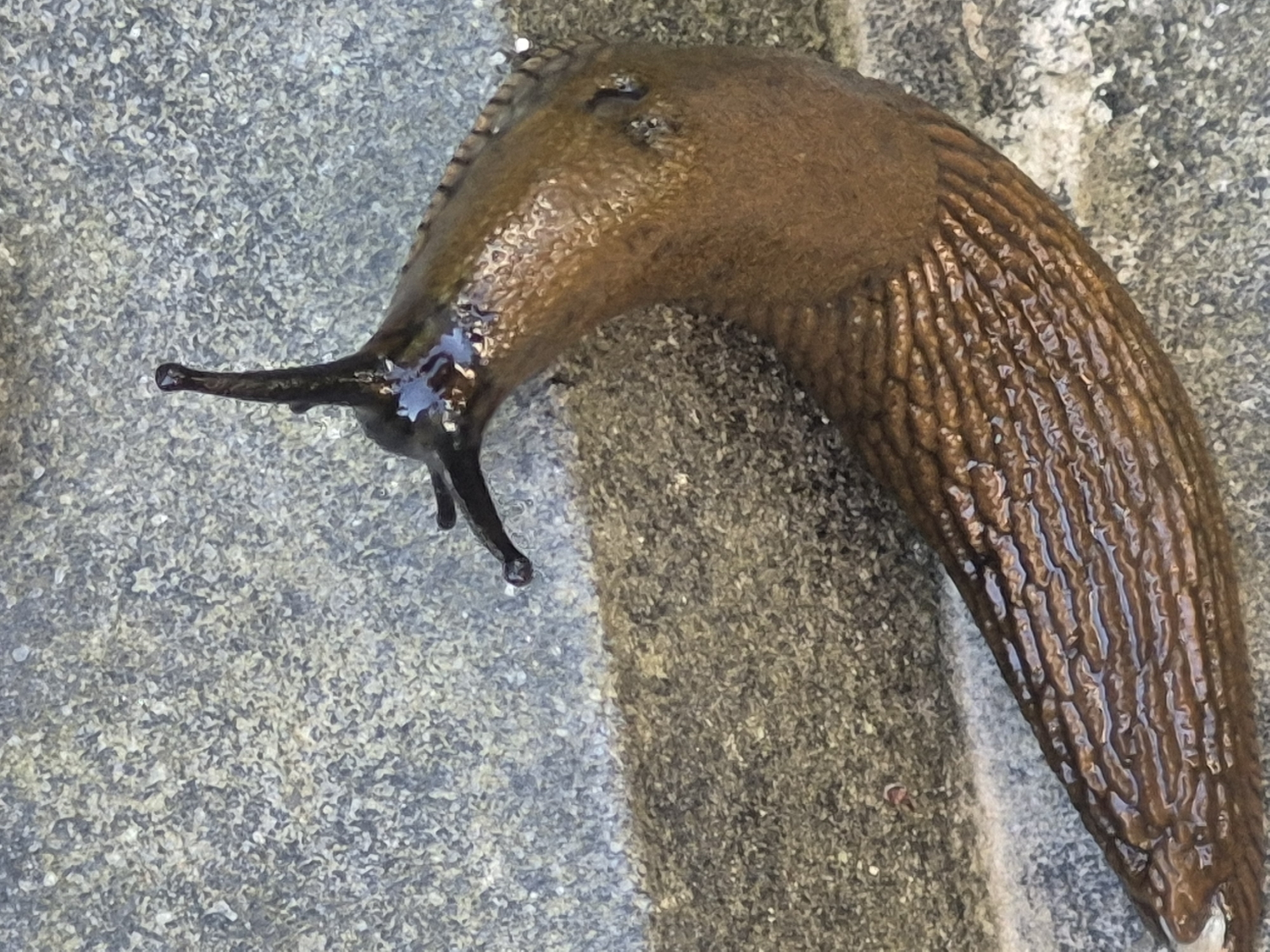 A close-up, vertical, eye-level shot shows a brown slug moving on a coarse, textured surface that appears to be made of stone or concrete. The slug is angled diagonally across the frame, with its head facing towards the top left and its tail extending towards the bottom right. The slug's body is a glossy, dark brown and exhibits prominent ridges running lengthwise. A thin layer of slime glistens on its surface, reflecting the light. The slug has two dark, eye-tipped tentacles extending upwards from its head, one slightly longer than the other. The background consists of two distinct textures. The upper portion is a granular, greyish surface with small, light-colored flecks. The lower portion is a rougher, darker brown material, possibly a different type of stone or brick, with visible grains and texture. The lighting casts a subtle shadow of the slug on the surface to its left. The scene appears to be outdoors in an urban or garden setting, but specific location details are not determinable from the image alone.