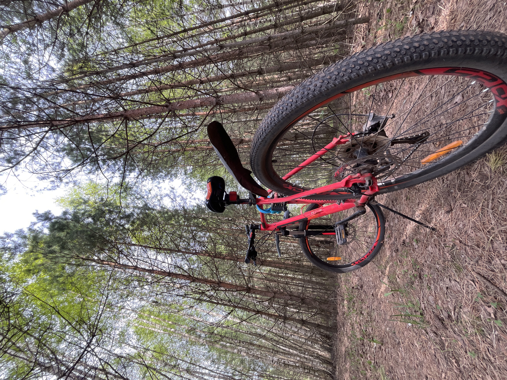 The image depicts a red mountain bike lying on its side in a forest setting. The forest appears to be composed of a mix of coniferous and deciduous trees, with tall, thin trunks extending upwards and branches interweaving overhead. The ground is covered with dry leaves and pine needles. The bike's tires are thick and knobby, suggesting it is designed for off-road use. The overall impression is of a natural environment, possibly a park or wooded area. There is no verifiable information in the image to confirm that the location is in Chaikovsky, Russia.