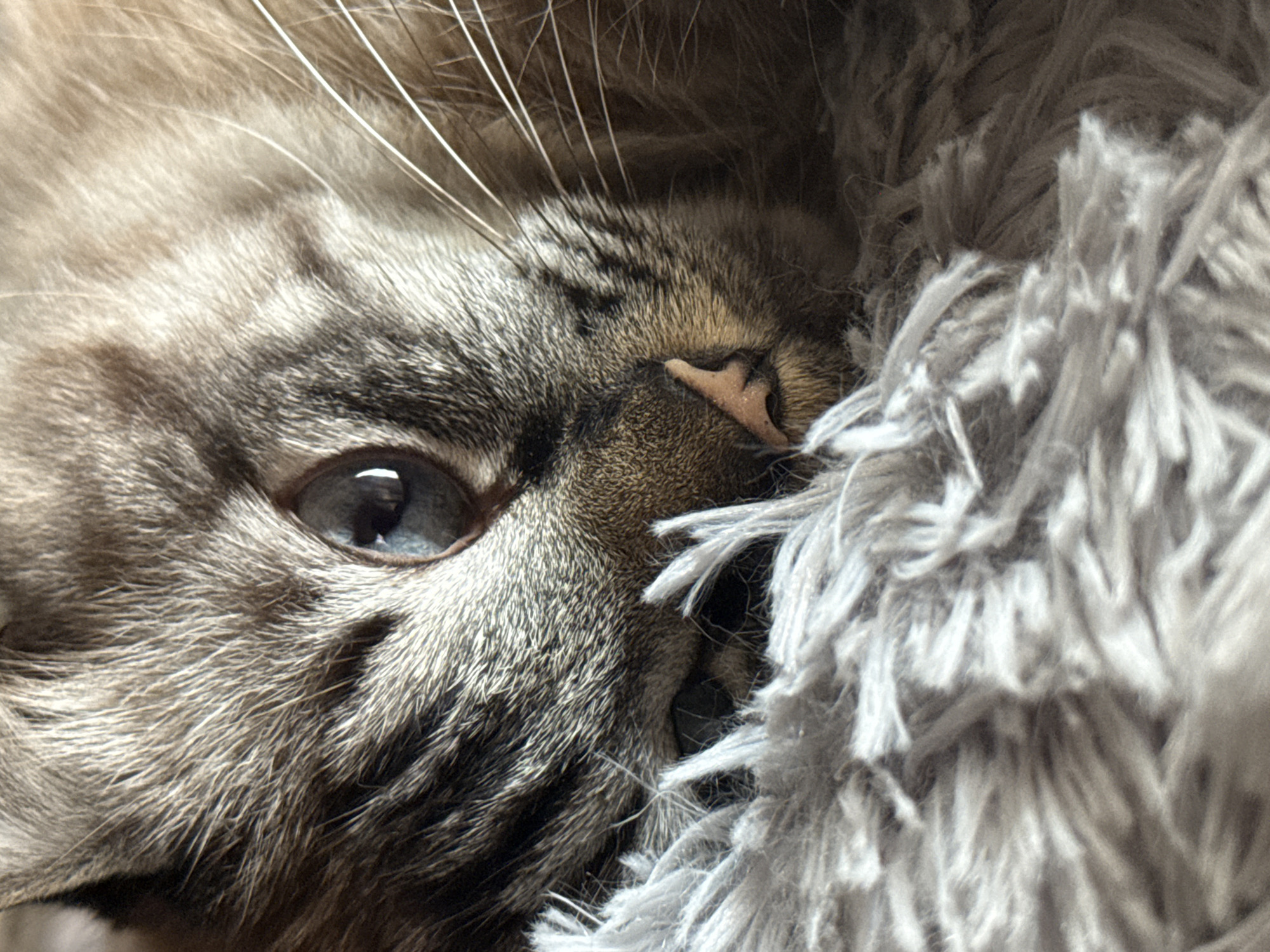 A close-up shot depicts a cat with grey and tan fur, resting against a grey, fluffy material, possibly a blanket or cushion. The cat's eye is open and visible, displaying a blueish-grey color. Its nose is pink, partially obscured by the fluffy material. Long whiskers are present near the cat's eye and nose. The image is tightly cropped, focusing primarily on the cat's face and the texture of the fluffy material. The environment is undefined beyond the immediate foreground. The city of Puebla, Mexico is not apparent in the image.