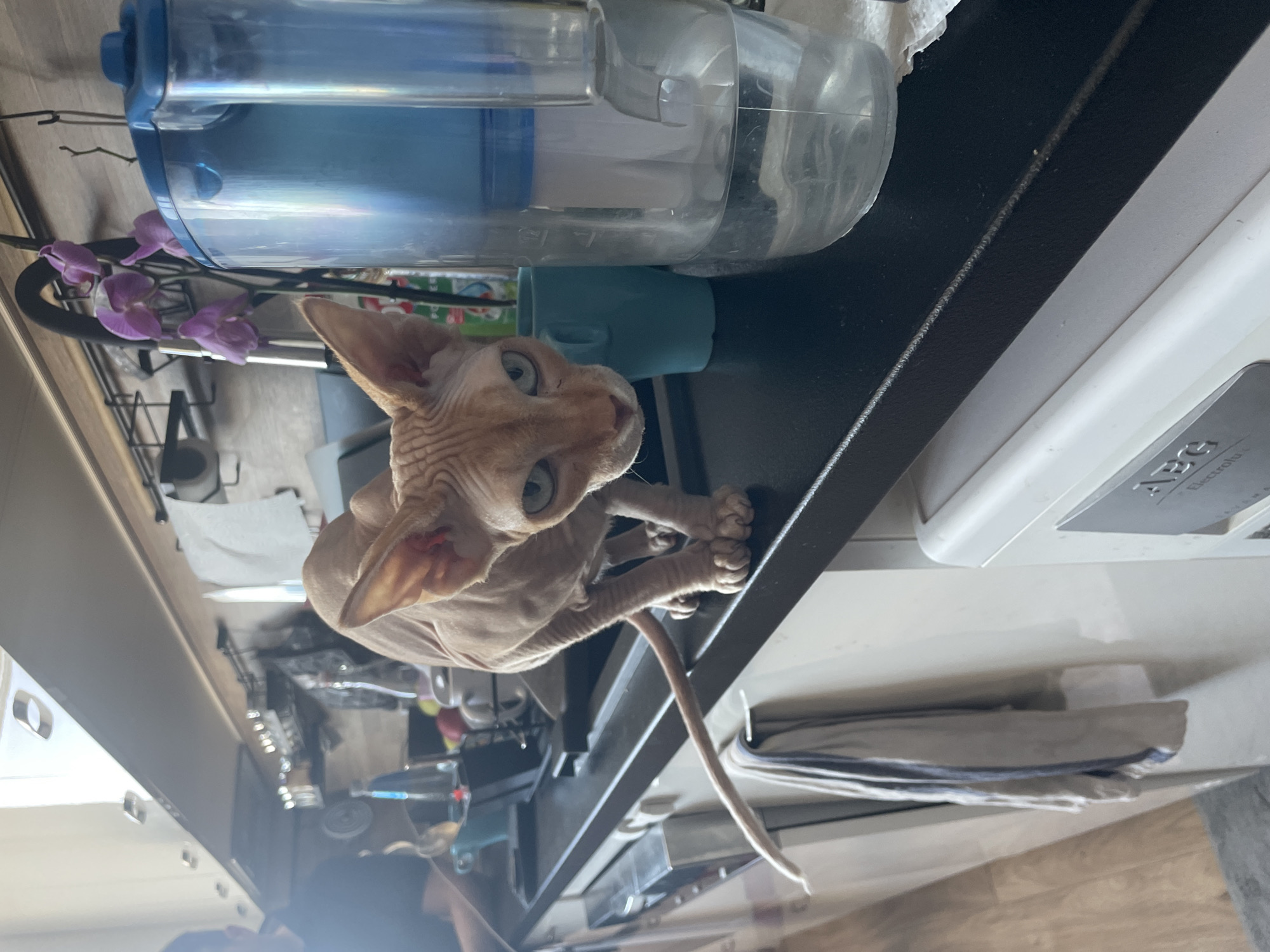 A hairless Sphynx cat with tan skin and blue eyes stands on a black countertop in what appears to be a kitchen setting. The cat is positioned to the left of a large, clear water bottle with blue accents. Behind the water bottle and to the left, there are purple orchids in a black wire basket. To the right of the water bottle is a white appliance with an "AEG" logo visible. Below the countertop are folded towels or cloths. The overall environment is domestic, but there's no direct evidence to determine that this image was taken in Sofia, Bulgaria. More information is needed to confirm the location.