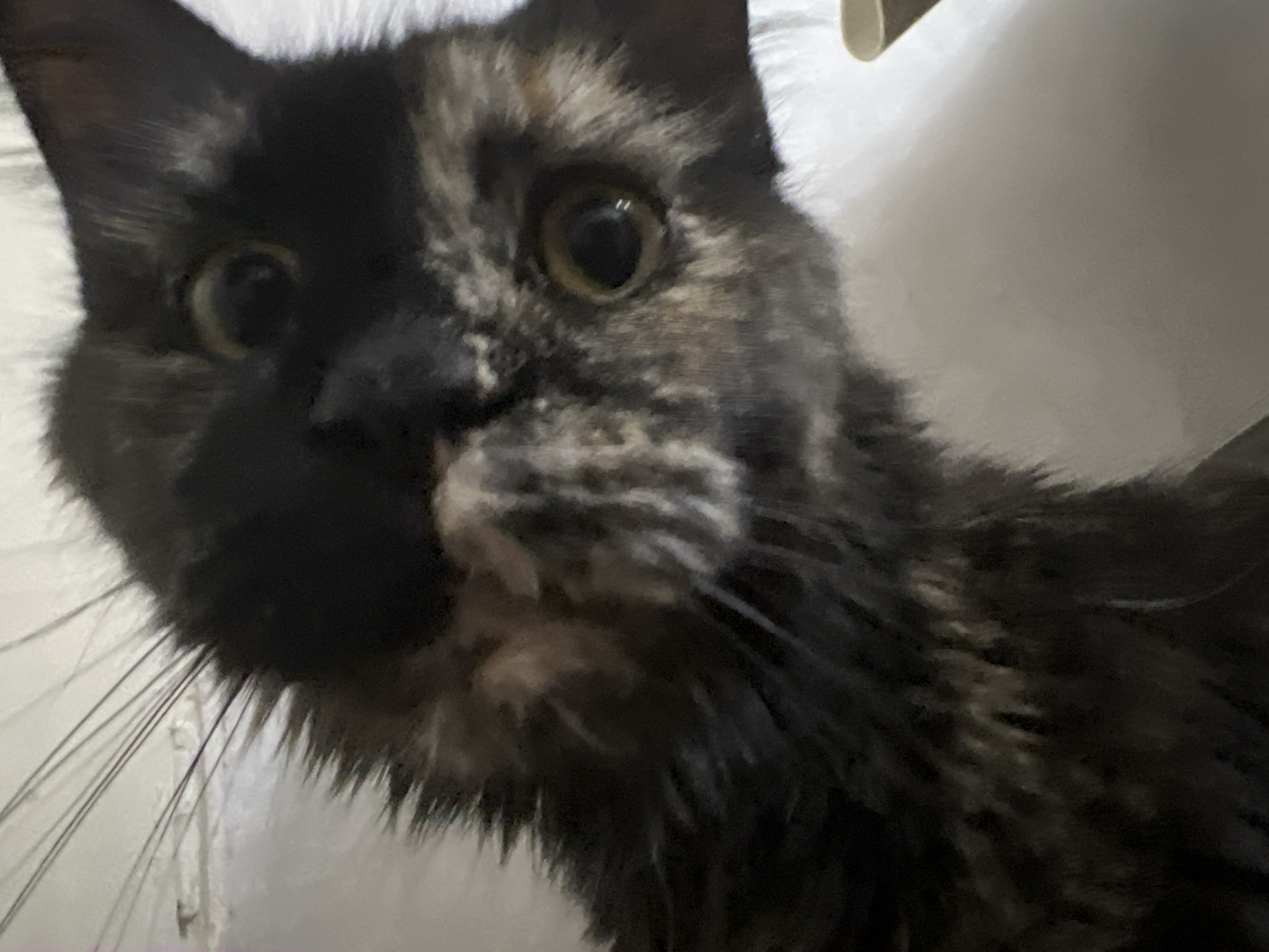The image is a close-up photograph of a tortoiseshell cat's face. The cat is looking directly at the camera with its eyes wide open. The fur is a mix of black, brown, and orange. The background is a blurry, light-colored surface, possibly a wall or fabric. The image does not contain any information about the city of Markova, Russia, nor does it depict any people, actions, interactions, or a specific environment that can be geolocated. It is a portrait of a domestic animal.