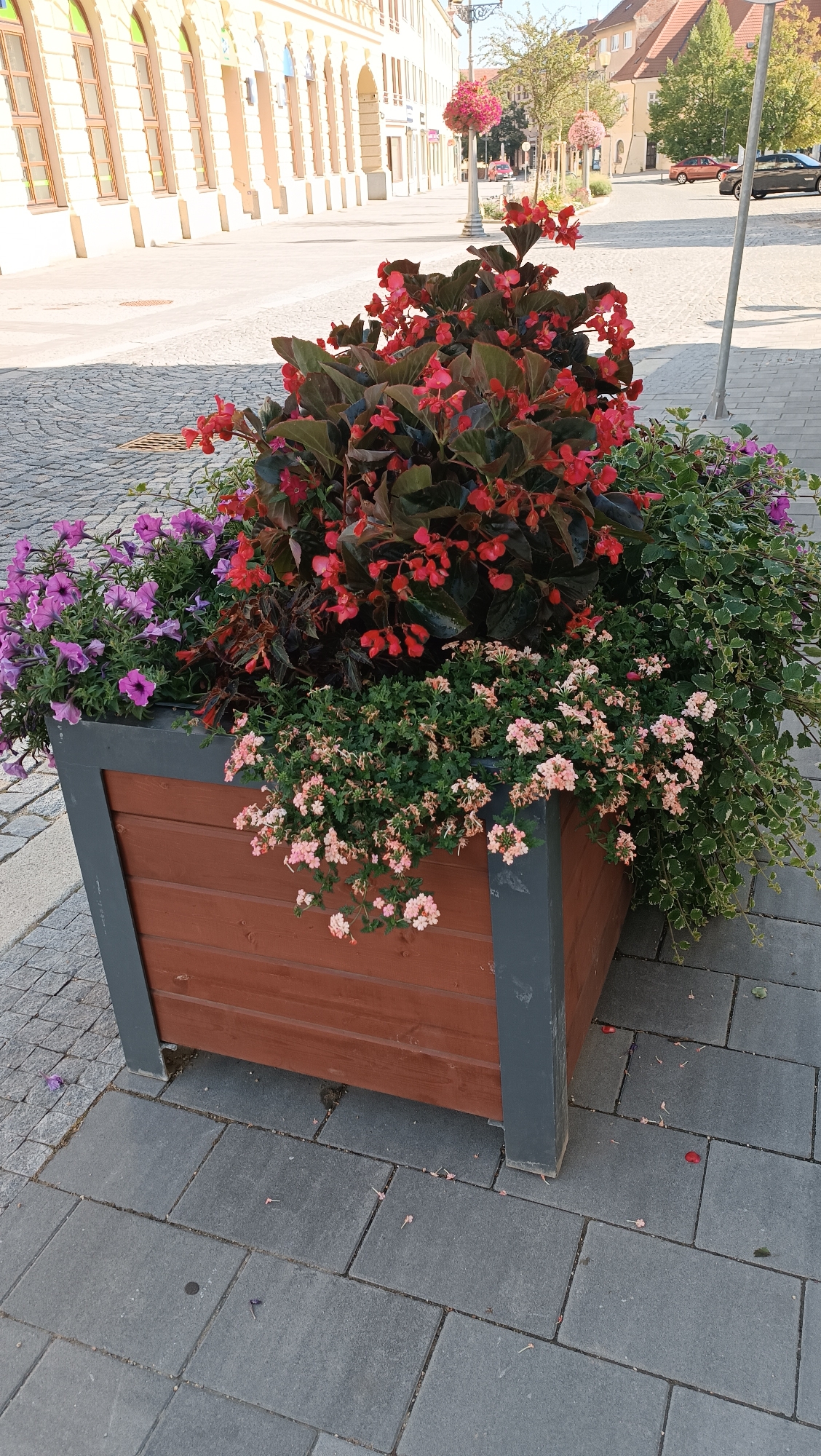 This image depicts a large, wooden planter box filled with a variety of flowering plants on a cobblestone sidewalk in Vyškov, Czechia. The planter box is a reddish-brown wood with dark grey corner posts. The flowers include vibrant red begonias with dark green leaves, clusters of small pink flowers, and purple petunias cascading over the sides. Behind the planter, a street is visible with buildings lining one side, featuring arched windows and light-colored facades. A street lamp with hanging flower baskets is also present. The ground is paved with grey cobblestones and some loose petals are scattered on the surface. In the background, cars are parked and driving on the street. The lighting suggests it is daytime, with shadows cast by the buildings and planter.