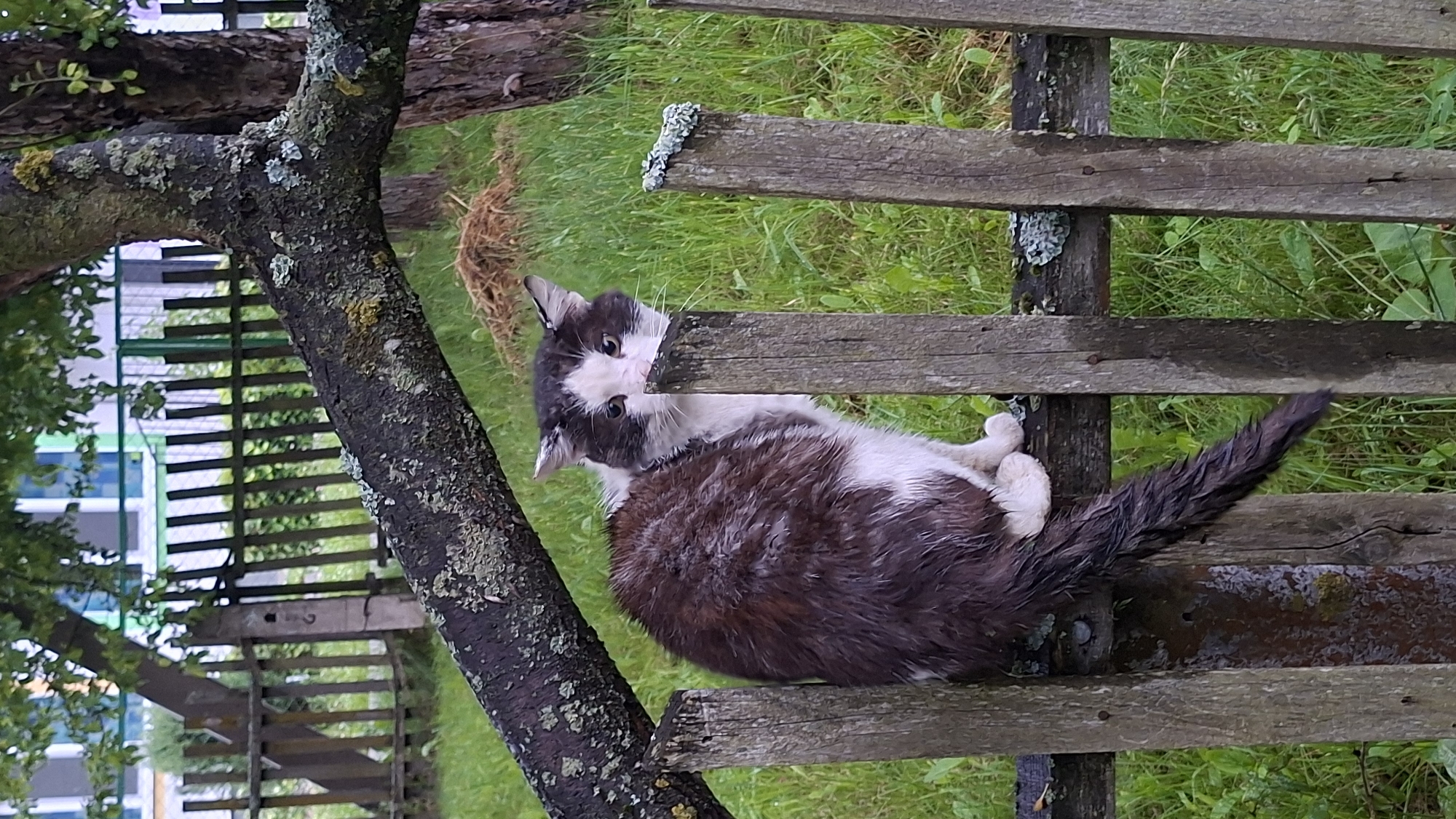 In the rural setting of Забалоцкі сельскі Савет, Belarus, a black and white domestic cat is perched on a weathered wooden fence. The cat's fur is wet, with darker patches indicating dampness. It is facing towards the viewer, looking slightly to its right, with its body angled away and its long, dark tail hanging down. The fence is constructed of rough, vertical wooden planks. Behind the fence, a grassy area is visible, with some dry grass or straw piled in the middle distance. A gnarled tree branch, covered in lichen, extends diagonally across the upper part of the frame, obscuring a portion of the background which includes a wooden fence and the side of a building with blue and white elements. The overall lighting suggests an overcast day.