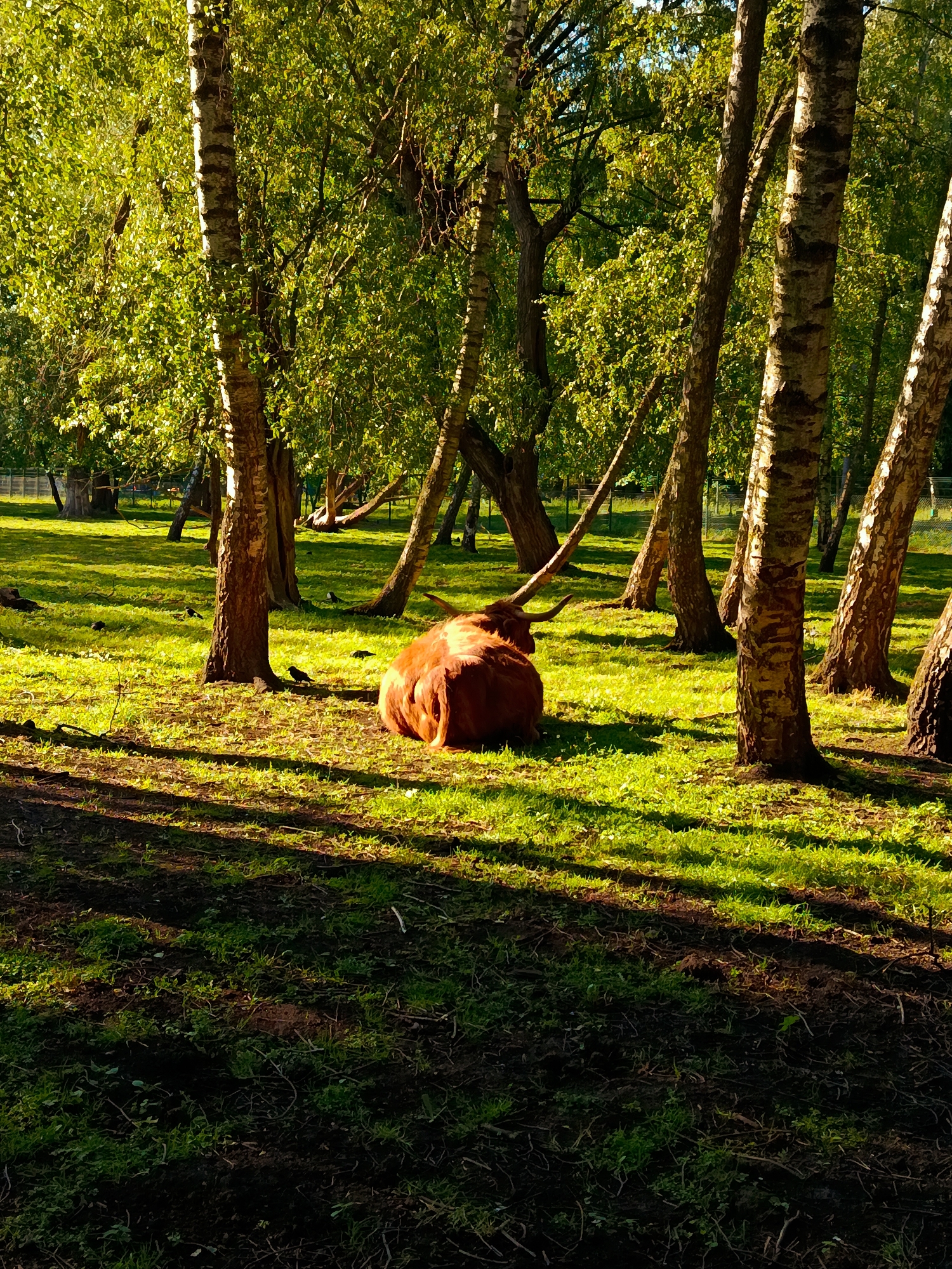 A Highland cow with long horns is resting in a grassy area with a line of birch trees behind it. The sun is shining, casting shadows on the grass. The cow is facing away from the camera, and its fur is a reddish-brown color. There are a few small birds on the grass. The area appears to be a park or a rural landscape. The image is taken from a medium distance, with the cow as the primary subject.