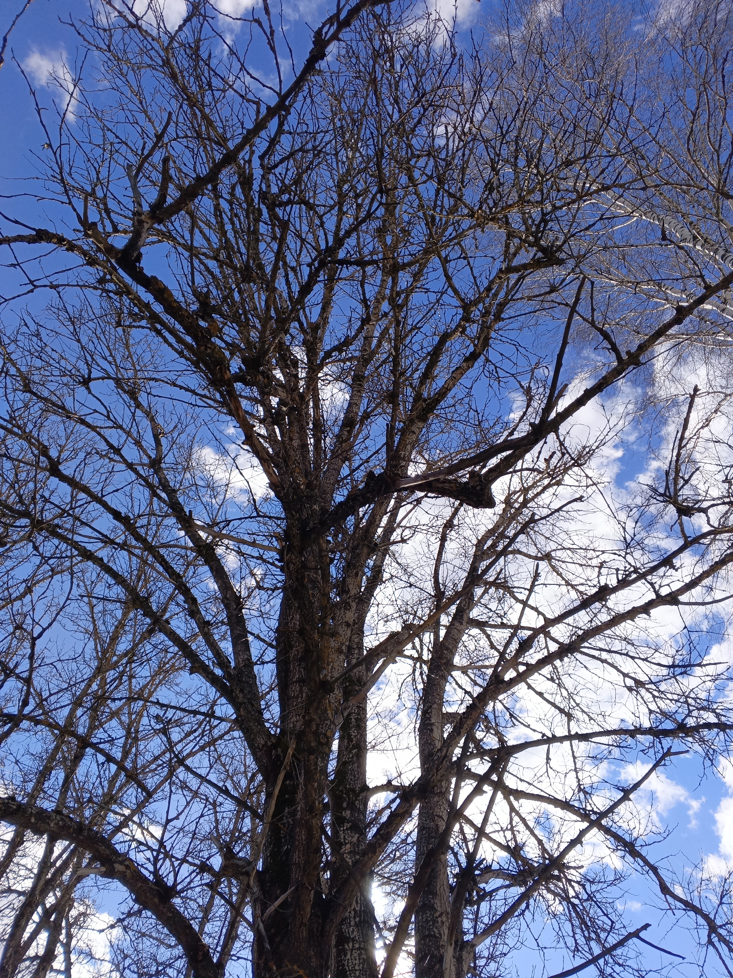 The image shows a low-angle view of trees without leaves against a blue sky with scattered white clouds. The trees have dark brown branches and trunks. Some trees in the background have white bark. The location is Красный Маяк, Russia.