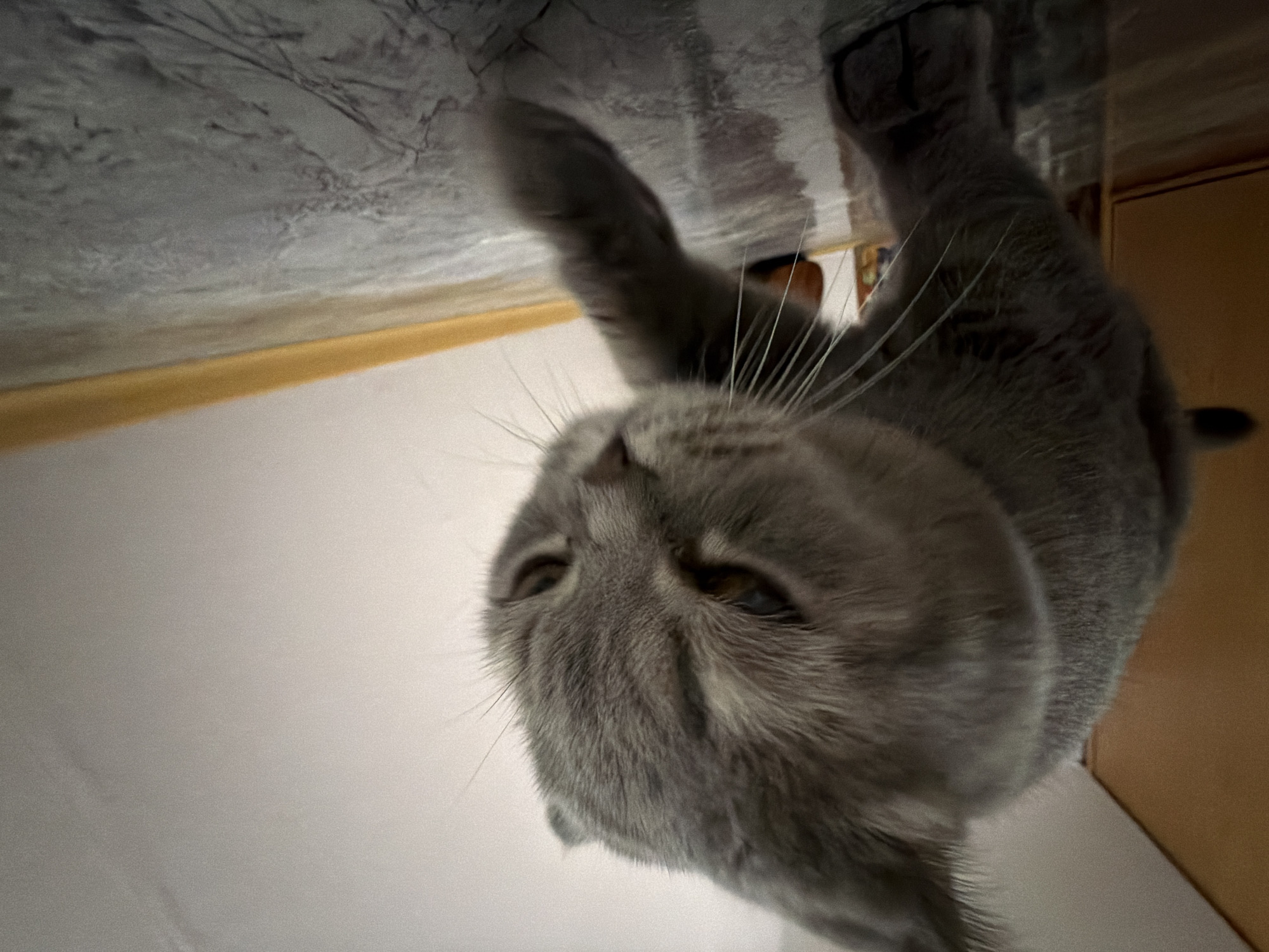 The image displays a close-up, inverted view of a gray domestic cat, likely a British Shorthair, seen from a low angle. The cat's head dominates the lower-middle portion of the frame, featuring short, dense gray fur, prominent white whiskers, and inquisitive amber eyes looking directly towards the viewer. Its head is slightly tilted, and one of its front paws is raised, appearing somewhat blurred as if in motion.
The cat is positioned against a mottled gray and white surface, possibly a textured tabletop or a patterned floor, which occupies the upper section of the image. A horizontal band of light brown or yellow separates this patterned surface from a lighter, plain background below it, likely a wall or another floor area. Further in the background, a darker, earthy-toned surface, possibly a wooden door or furniture, is partially visible on the right.
The unusual perspective suggests the photograph was taken from below, possibly with the cat looking down from a height or from atop a transparent surface like a glass table. The cat's expression appears curious and playful. The setting is an indoor domestic environment. No text is visible in the image. The location context provided is Perm, Russia.