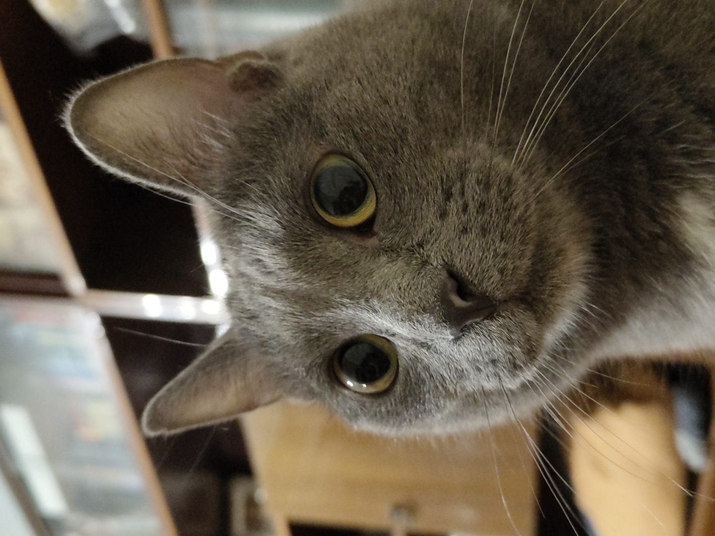 A close-up, eye-level shot focuses on the head and shoulders of a gray cat indoors. The cat is looking directly at the camera with large, round, yellow-green eyes and its ears are perked forward. The fur is short and dense, with some lighter gray fur visible on its chest. The background is blurred, showing shelves filled with books or other items, suggesting the cat is in a home environment. The lighting appears to be artificial, casting soft shadows.