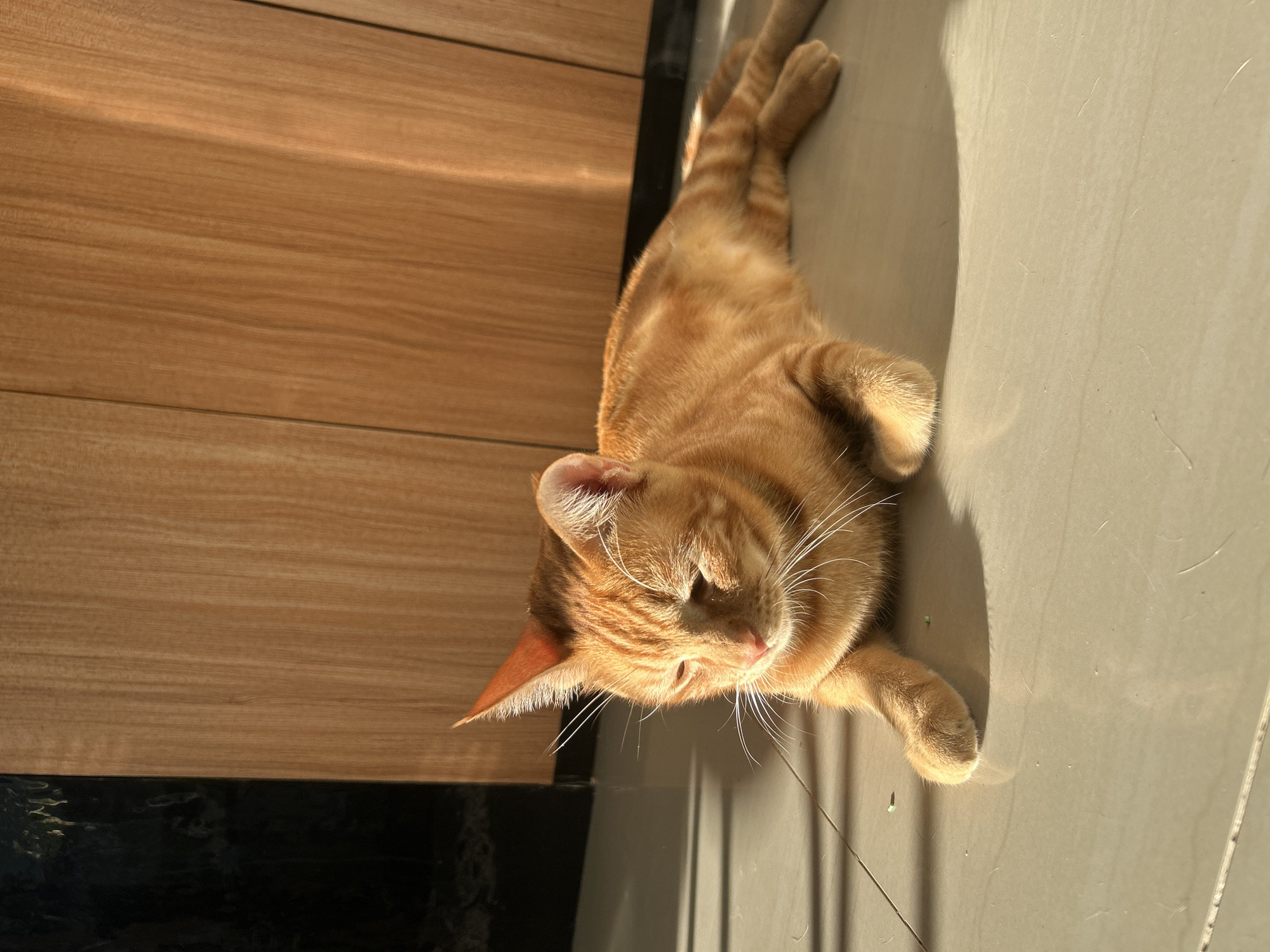 An orange tabby cat with short, patterned fur and prominent white whiskers is depicted lying stretched out on a light-colored tiled floor. The cat appears relaxed and content, with its eyes partially closed or squinting in the bright light. Strong, warm sunlight streams into the scene, casting distinct shadows on the floor and creating bright highlights on the cat's fur and whiskers, indicating a sunny daytime, likely morning or late afternoon.
Adjacent to the cat on the left side of the image, a vertical wooden surface, possibly a door or wall paneling, displays a noticeable wood grain pattern. Below this wooden element and to the left of the cat's head, a dark, reflective surface, likely polished dark tile, is visible. The contrasting textures and colors of the wood, light tiles, and dark reflective surface frame the central subject. The overall setting suggests a peaceful indoor or semi-outdoor environment, consistent with the provided location context of Kuta Selatan, Indonesia. There is no visible text in the image.