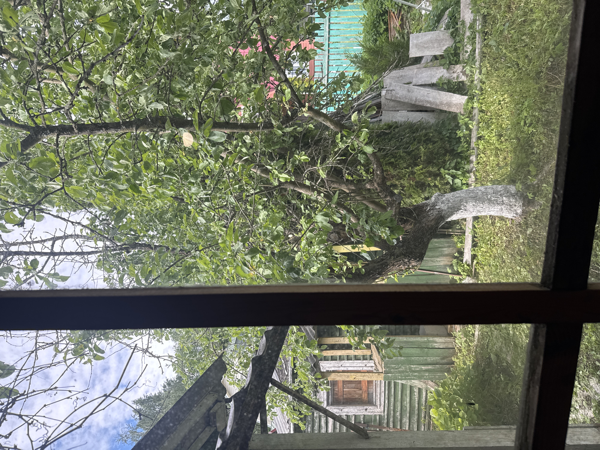 The image shows an outdoor scene viewed through a window. The location is Unknown, Unknown. A tree with lush green foliage is the primary focus of the upper portion of the view. The trunk of the tree is painted white at its base. In the background, there is a dilapidated structure with green and white wooden planks and a small, square window. The sky is visible through a gap in the structure, revealing blue sky and white clouds. The image is taken from inside a building.