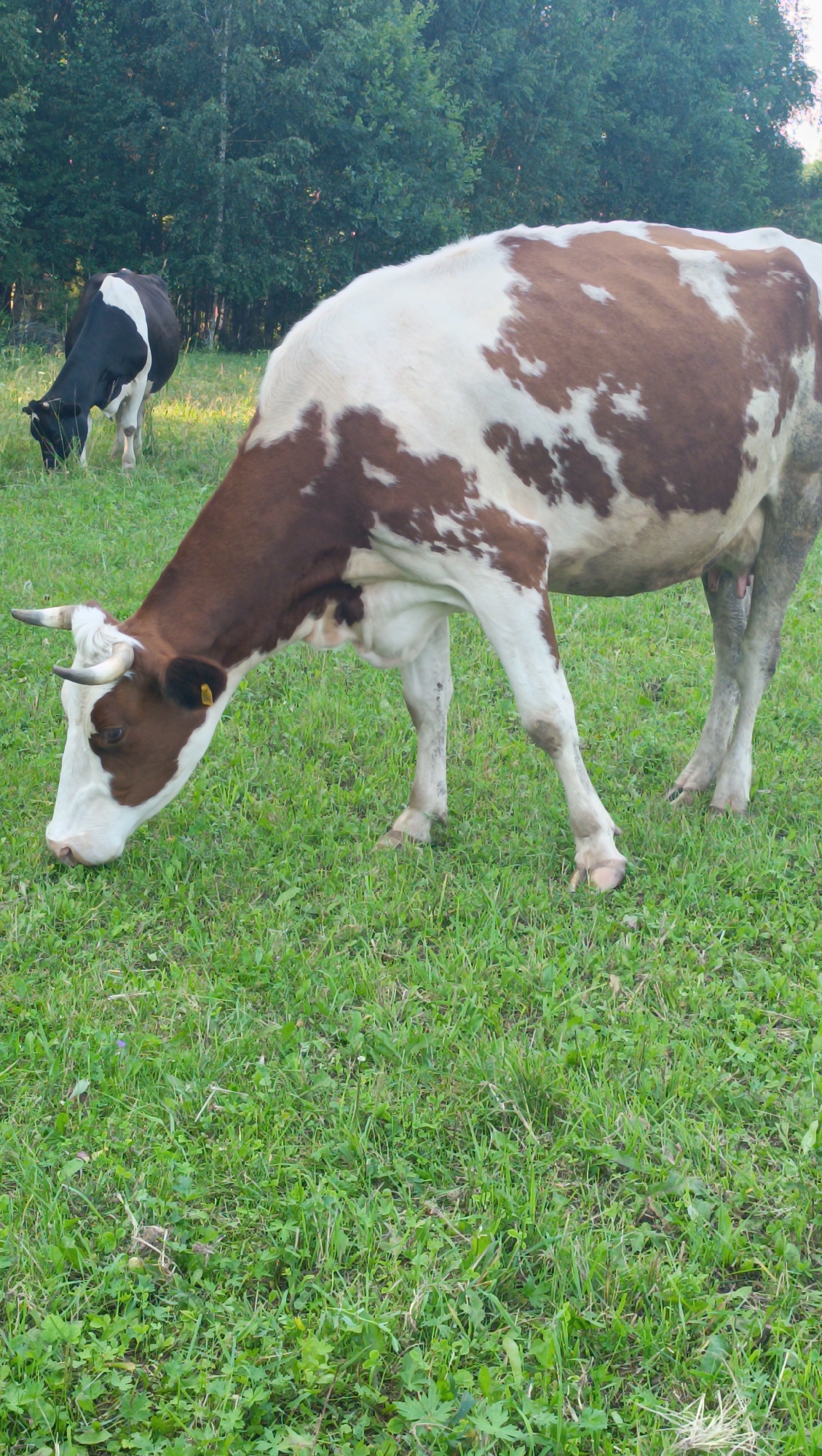 Two cows are grazing in a grassy field in front of a dense line of trees. The cow in the foreground is larger and has a brown and white spotted pattern. It is bending its head down to eat the grass. The second cow, in the background to the left, is smaller and is black and white. It is also grazing. The field is covered in green grass with some patches of clover. The trees behind the cows appear to be deciduous and are lush and green, suggesting a summer or early autumn setting. The lighting suggests it is daytime, possibly late afternoon given the soft light. The overall scene is pastoral and peaceful.