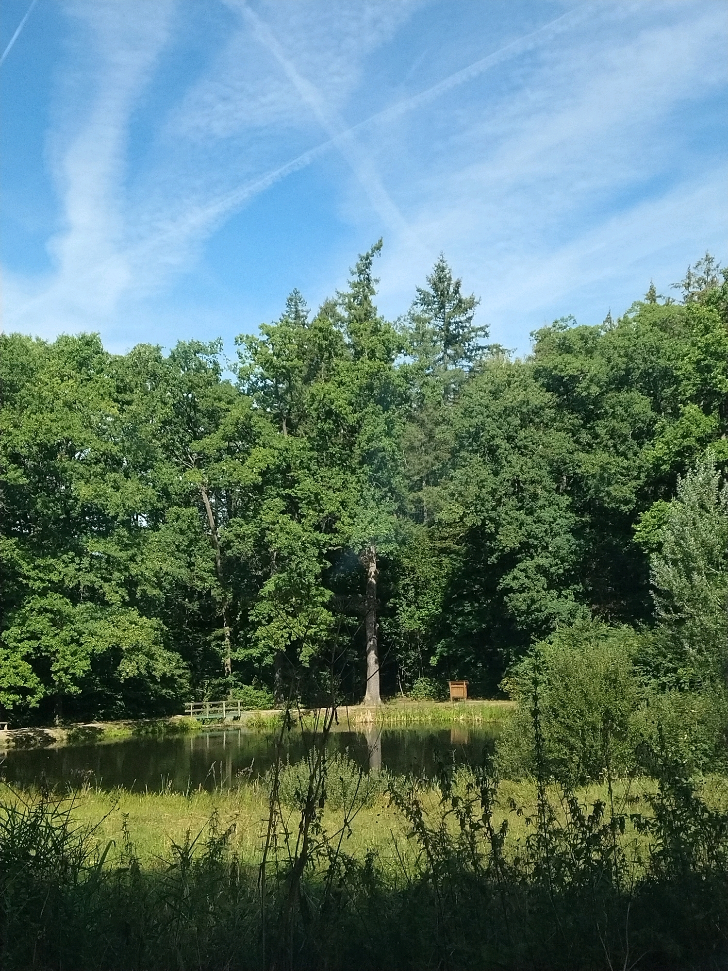 The image depicts a serene natural scene featuring a body of water, likely a pond, bordered by lush green trees. In the background, a dense forest creates a verdant wall, with a few taller trees standing out. The water's surface reflects the sky, which is a vibrant blue with scattered white clouds and contrails from aircraft.
On the bank of the pond, a simple wooden footbridge can be seen, suggesting a path or access point. Further to the right, a small, light-brown wooden structure, possibly a shelter or birdhouse, is visible amongst the foliage. The foreground is characterized by tall, wild grasses and plants, adding to the natural and somewhat untamed aesthetic of the environment.
This scene is characteristic of areas found within or surrounding the city of Písek, Czechia, known for its abundant green spaces and natural reserves, such as the Písecké hory or along the Otava River. The combination of water, dense woodland, and accessible pathways is typical of the recreational areas enjoyed by locals and visitors in the region.
