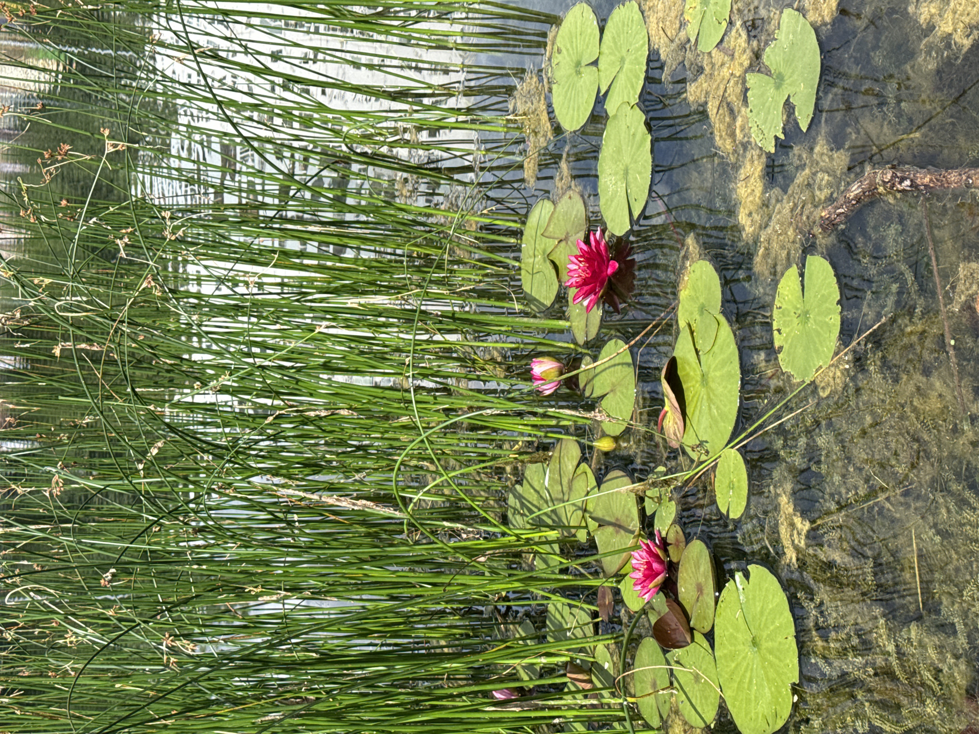 The image shows a close-up view of a pond with water lilies and tall green reeds. Two bright pink water lilies are in bloom, one in the foreground on the left and another slightly further back on the right. Several round, green lily pads are floating on the surface of the murky water. The background is filled with a dense wall of thin, green reeds that rise vertically out of the water. The water is dark and reflects the reeds and some sky. There are no people or animals visible in the image, and no discernible Moscow landmarks are present. The scene appears to be a natural or cultivated pond environment.