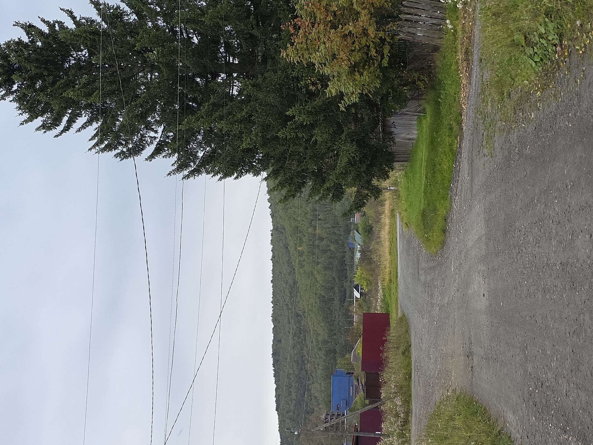 This is a ground-level, eye-level outdoor photograph taken on a cloudy day. The foreground is dominated by a gravel road that curves from the lower left towards the center right of the frame. To the left of the road, a tall, dark red metal fence encloses a patch of dry grass and some sparse wildflowers. Behind the fence, a large, dark green evergreen tree occupies the right side of the image, its dense branches reaching upwards. To the right of the road, a weathered wooden fence, partially collapsed in places, runs along the edge of a grassy area. A small, dilapidated wooden shed is visible behind this fence. Further into the background, a densely wooded hillside forms the horizon. In the mid-ground, to the left of the road, there are several structures. A large, blue, industrial-looking building is visible, with a smaller, dark-colored house with a white-trimmed roof and a small window to its right. Power lines crisscross the sky above the scene. The overall impression is a rural or semi-rural setting, likely a village.