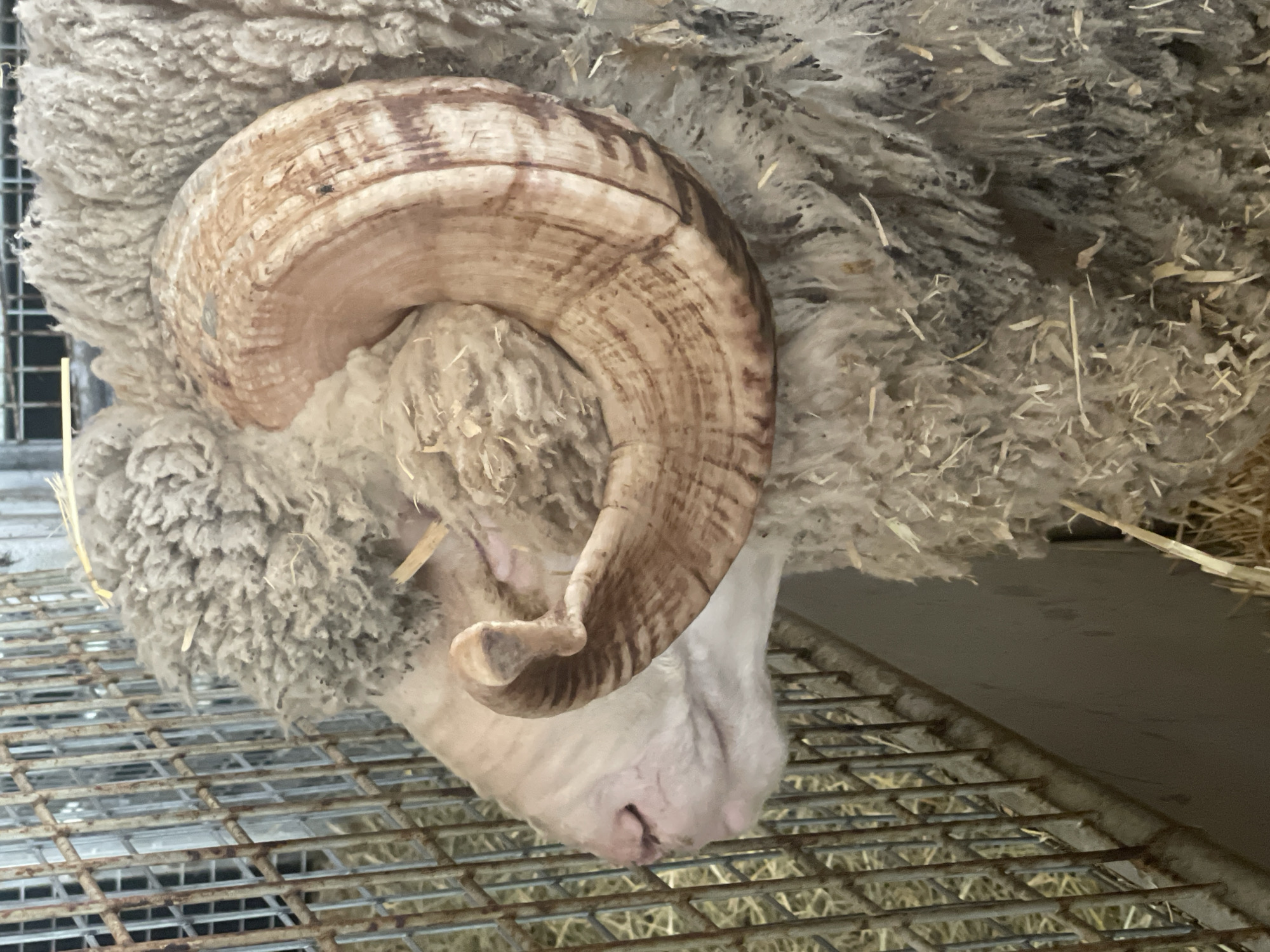 A close-up, full-frame, eye-level, outdoor shot shows the head and prominent curled horn of a ram, likely in a pen. The ram's wool is thick and appears somewhat matted, with a mix of light and darker fibers. Its face, visible from the side, is a pale pinkish-white with a dark nostril and mouth. The large, spiraling horn is a tan and brown color, with distinct growth rings and lighter striations. A small dark insect is visible on the horn. The background includes a metal grate or fence made of vertical bars, through which some lighter colored material, possibly straw or hay, can be seen. Some loose straw is also visible around the ram. The overall environment suggests an agricultural setting or a livestock enclosure. No specific location in Bowen Hills, Australia, is identifiable from the image itself.