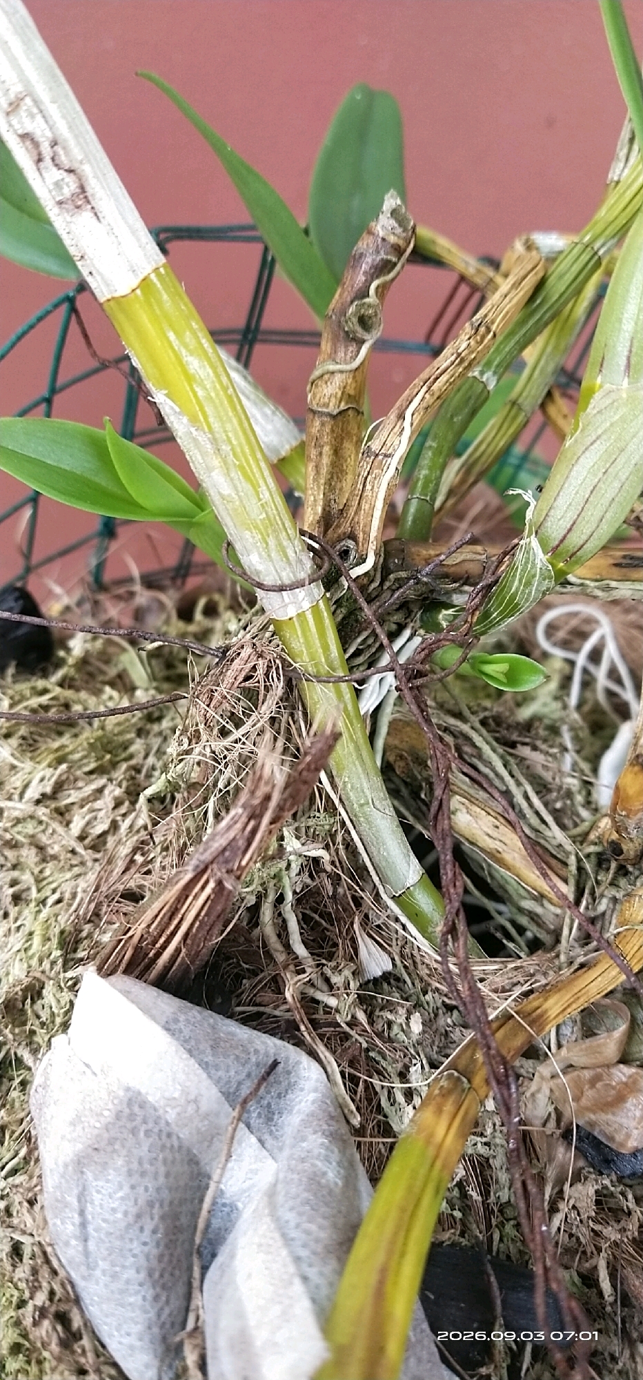 The image shows a close-up of a plant with several green stalks and some dried brown material, possibly moss or bark. There are also visible roots and some thin, brown, wire-like structures wrapped around the stalks. A small white object, resembling a tea bag, is partially visible at the bottom left of the frame, nestled amongst the plant material. The background is a blurred reddish-brown surface, possibly a wall or container. The lighting suggests an outdoor environment. A timestamp "2026.09.03 07:01" is visible in the bottom right corner of the image. There are no people or animals present. The location in Matabu, Indonesia is not discernible from the image content itself.