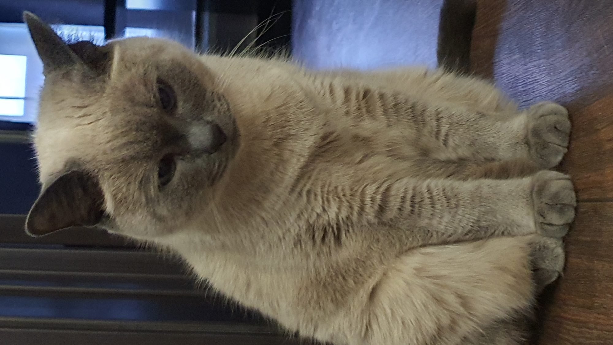 A domestic shorthair cat with light brown and grey fur is sitting on a wooden floor. The cat has dark grey ears and a darker grey face with subtle tabby markings. Its eyes are partially closed, giving it a somewhat sad or tired expression. The cat's paws are also grey. In the background, there is a dark, slatted object on the left and a blurry background with a light source on the right, suggesting an indoor environment. There are no people or other animals present. The scene appears to be in an apartment or house. The image is an indoor portrait of a cat.