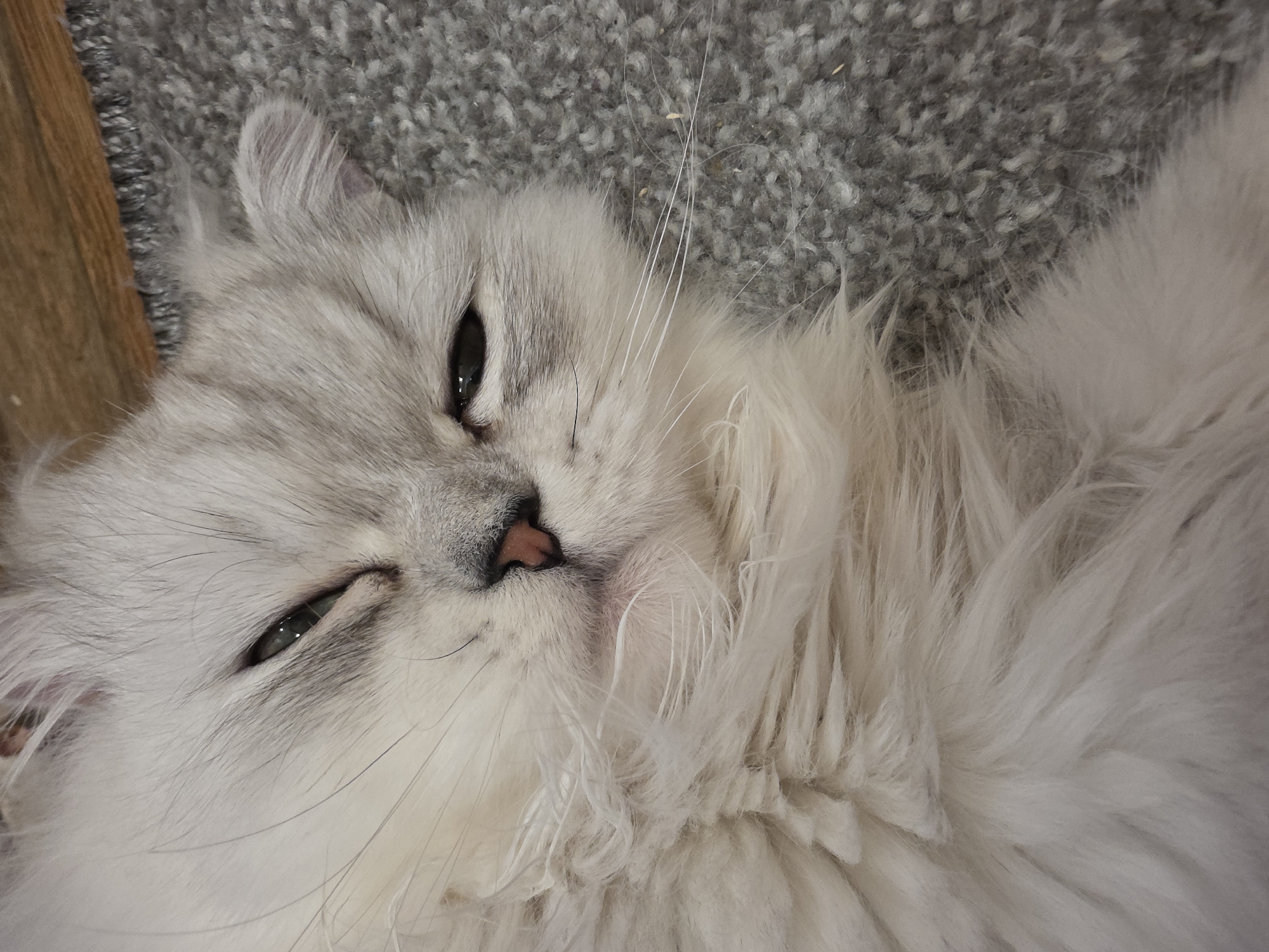 The media file is a close-up, eye-level, overhead shot of a fluffy white and gray Persian cat lying on a gray carpet. The cat's eyes are partially closed, giving it a sleepy or relaxed appearance. Its nose is a soft pink, and its whiskers are long and delicate. The fur is very long and appears soft, with shades of white and light gray. The cat is positioned on its back, with its head tilted slightly. To the left of the cat, a sliver of a wooden surface, possibly furniture or a floorboard, is visible, with a dark edge where it meets the carpet. The lighting suggests an indoor setting, likely during the daytime given the natural light implied by the eye reflections. There are no people or text visible in the image. The setting is a domestic indoor environment. The overall mood conveyed is one of peace and tranquility.