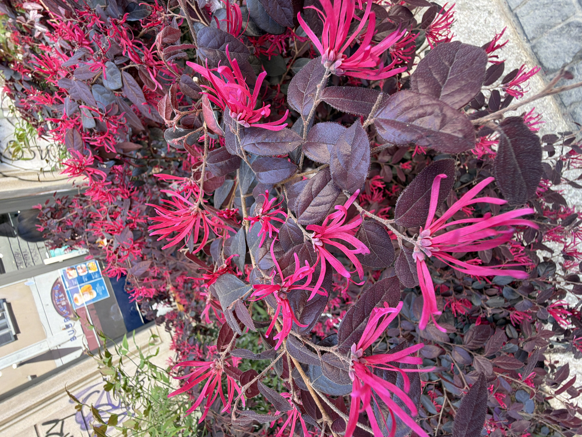 The image depicts a close-up of a shrub with dark purple leaves and bright pink, fringed flowers, situated in an urban environment. The plant appears to be along a sidewalk or pavement edge, with a light grey concrete surface visible. In the blurred background, a building is partly visible with a sign on it. The writing is difficult to read but it is in Milan, Italy.