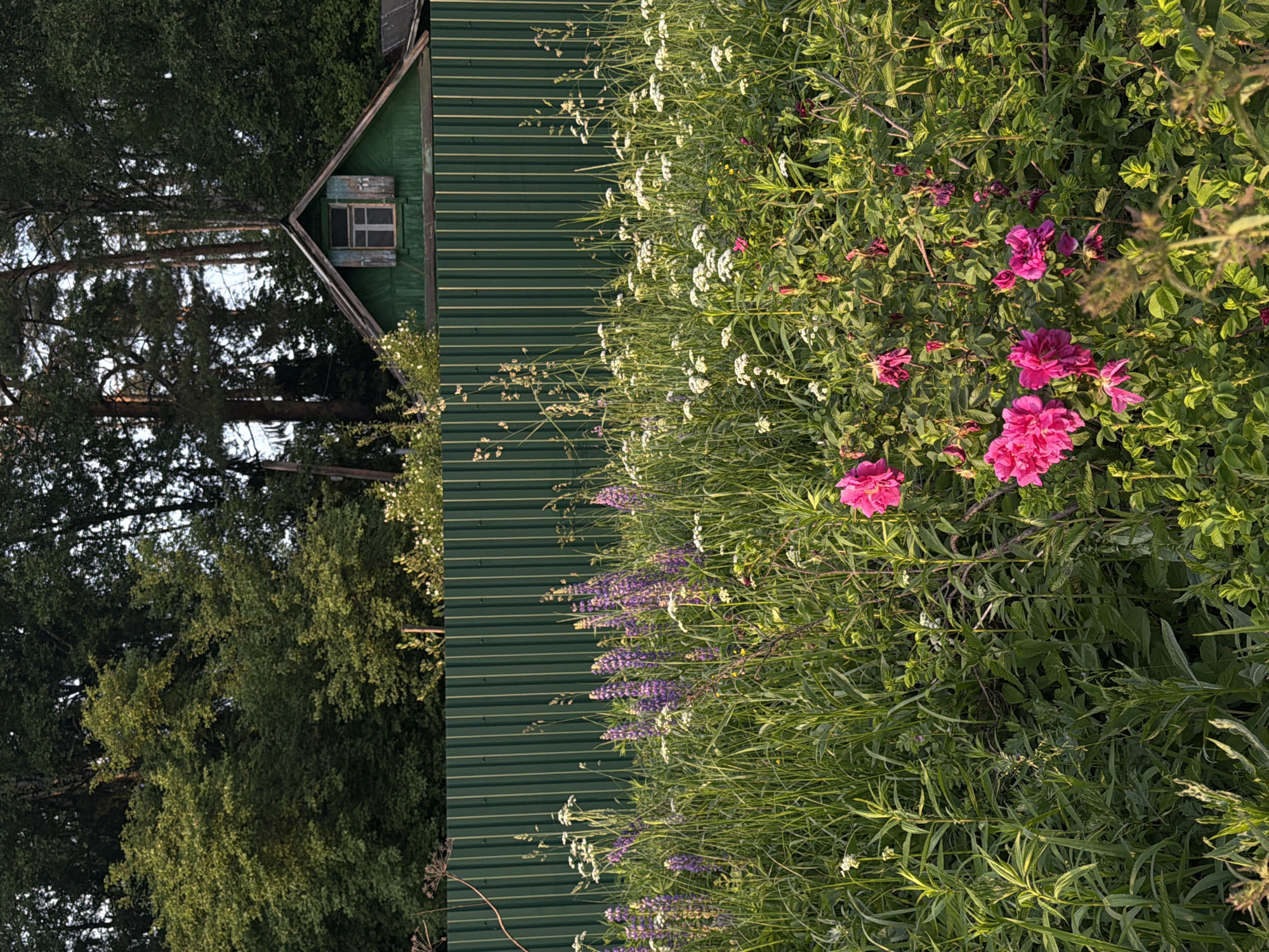 A rustic green wooden house with a weathered window sits behind a tall green corrugated metal fence. In the foreground, a lush meadow is filled with tall green grass, dotted with purple lupines, white Queen Anne's Lace, and vibrant pink roses. The scene is set outdoors, under a bright sky with dappled sunlight filtering through the leaves of tall trees in the background.