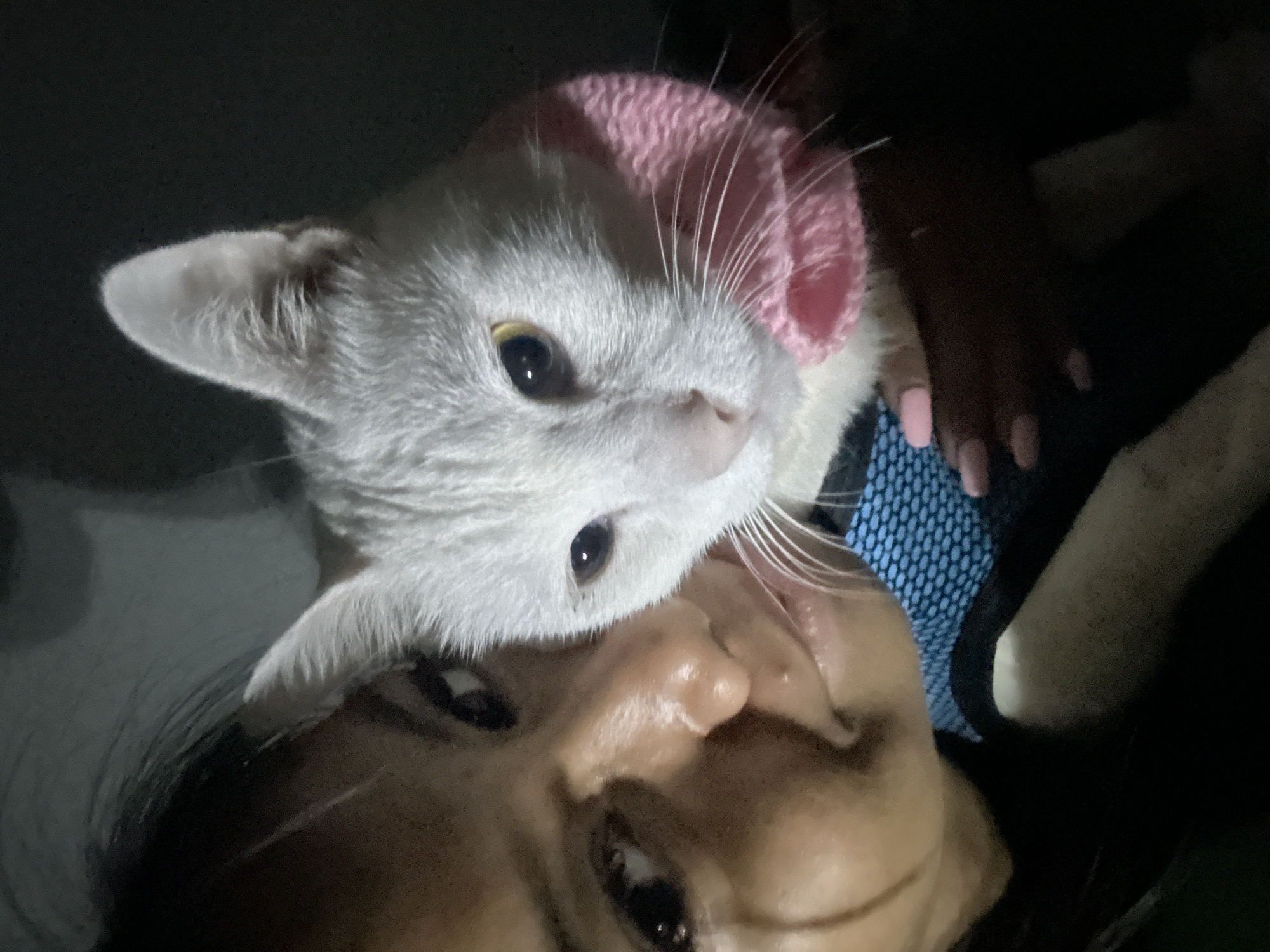 A close-up selfie shows a person and a white cat. The person is in the foreground with dark hair and skin. The cat is positioned above the person's face, wearing a small pink knitted hat. The cat's eyes are visible, and its fur is white. The person is wearing a blue mesh garment under a black garment, and has pink nail polish on her nails. The background is dark and out of focus. Based on the description, it is impossible to pinpoint the exact location in North Jakarta without additional context.