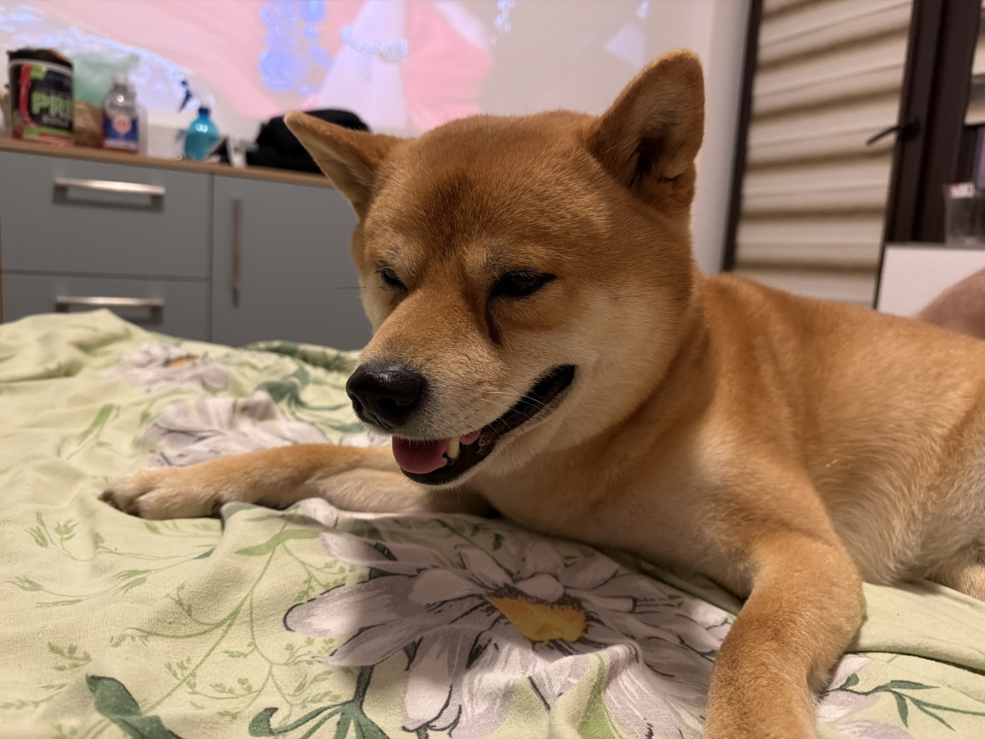 A medium shot shows a Shiba Inu dog lying on a bed with a floral patterned green comforter. The dog is primarily in the right half of the frame, its body angled towards the left. Its head is tilted down and to the left, with its eyes partially closed and its mouth open, revealing its tongue and teeth. The dog's fur is a reddish-brown color. In the background, a dresser with two drawers is visible. On top of the dresser are several objects, including a black beanie, a blue spray bottle, and a black and green cylindrical container. The overall lighting is dim, with some light coming from the left side of the frame. The scene is indoors, and the setting suggests a domestic environment in Priseltsi, Bulgaria.