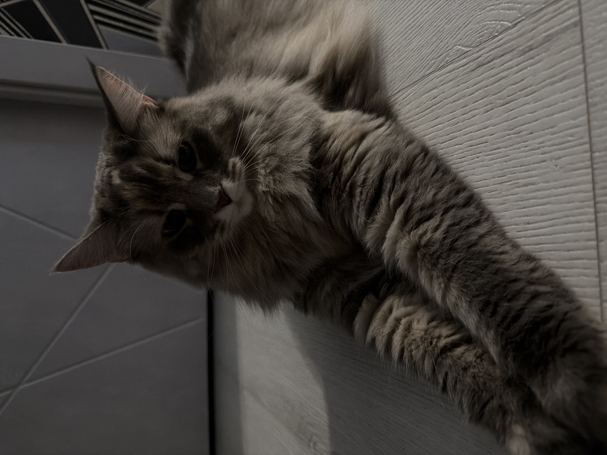 A long-haired gray cat with tabby markings is lying on a light-colored wooden floor. The cat's front paws are extended forward, and its head is slightly turned towards the camera. The background consists of a dark, textured wall with geometric patterns. The lighting is dim, casting shadows on the floor. The scene appears to be indoors, possibly in an apartment in Izhevsk, Russia.