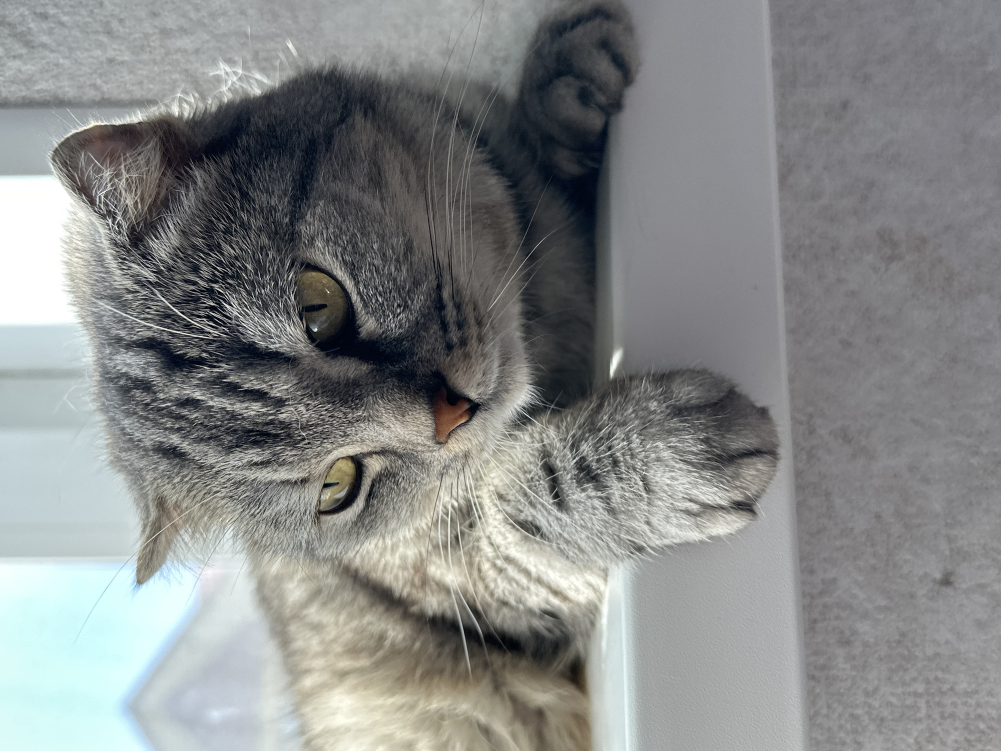 A close-up, eye-level shot depicts a gray tabby cat clinging to a white surface, possibly a window frame. The cat's eyes are yellowish-green. The photograph was most likely taken indoors. There's no information to link the image to Голышманово, Russia, or any specific location.