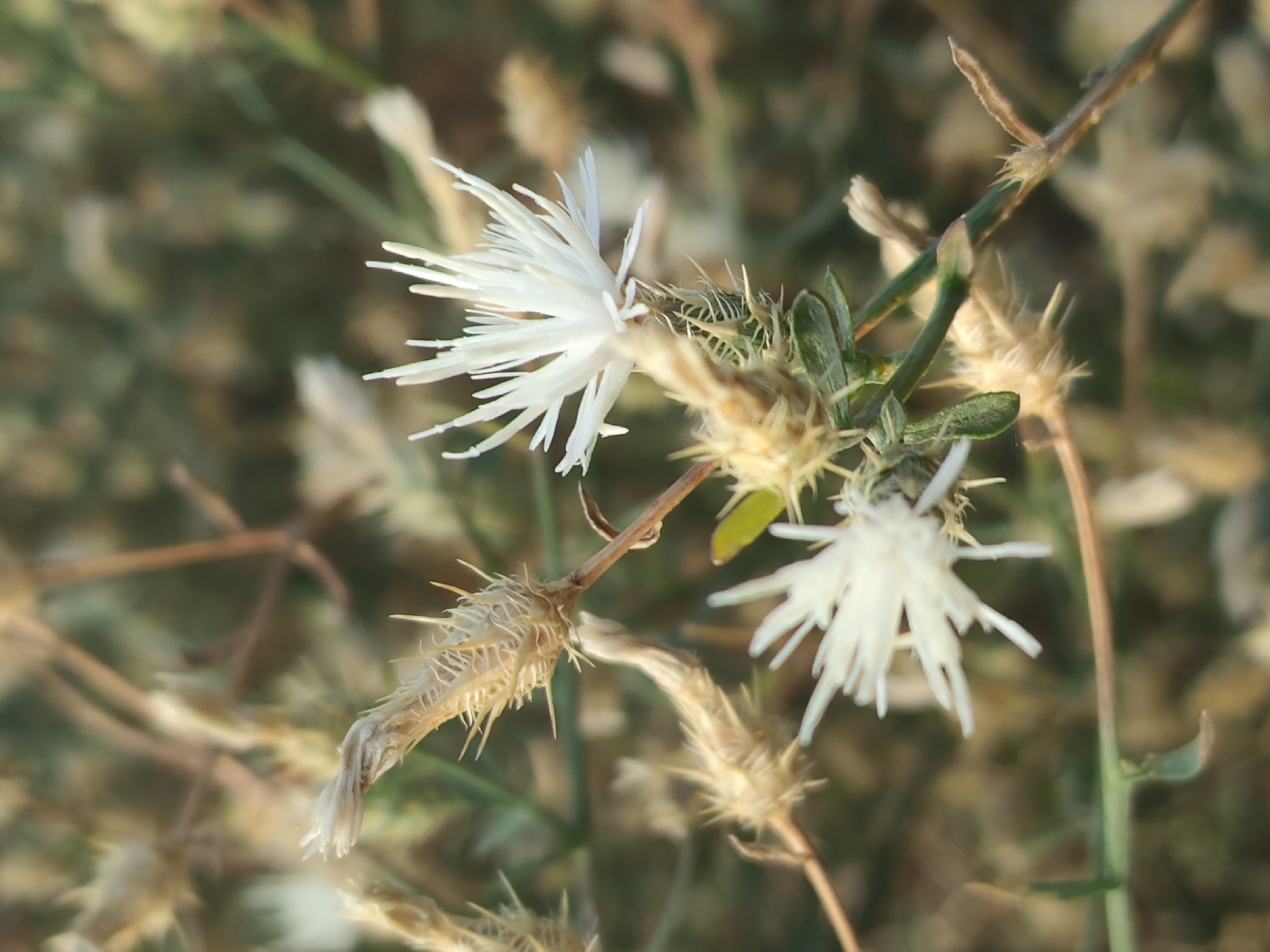 A close-up, eye-level, outdoor photograph showcases delicate white flowers with spiky, straw-colored seed heads on a thin, brown stem. The flowers are in sharp focus, with their thin, thread-like petals radiating outward. The background is a soft blur of green and brown foliage, suggesting a natural, untamed environment. The lighting appears to be natural daylight, creating a gentle, diffused illumination. The image does not contain any identifiable landmarks or structures that would indicate a specific location in Makhachkala, Russia.