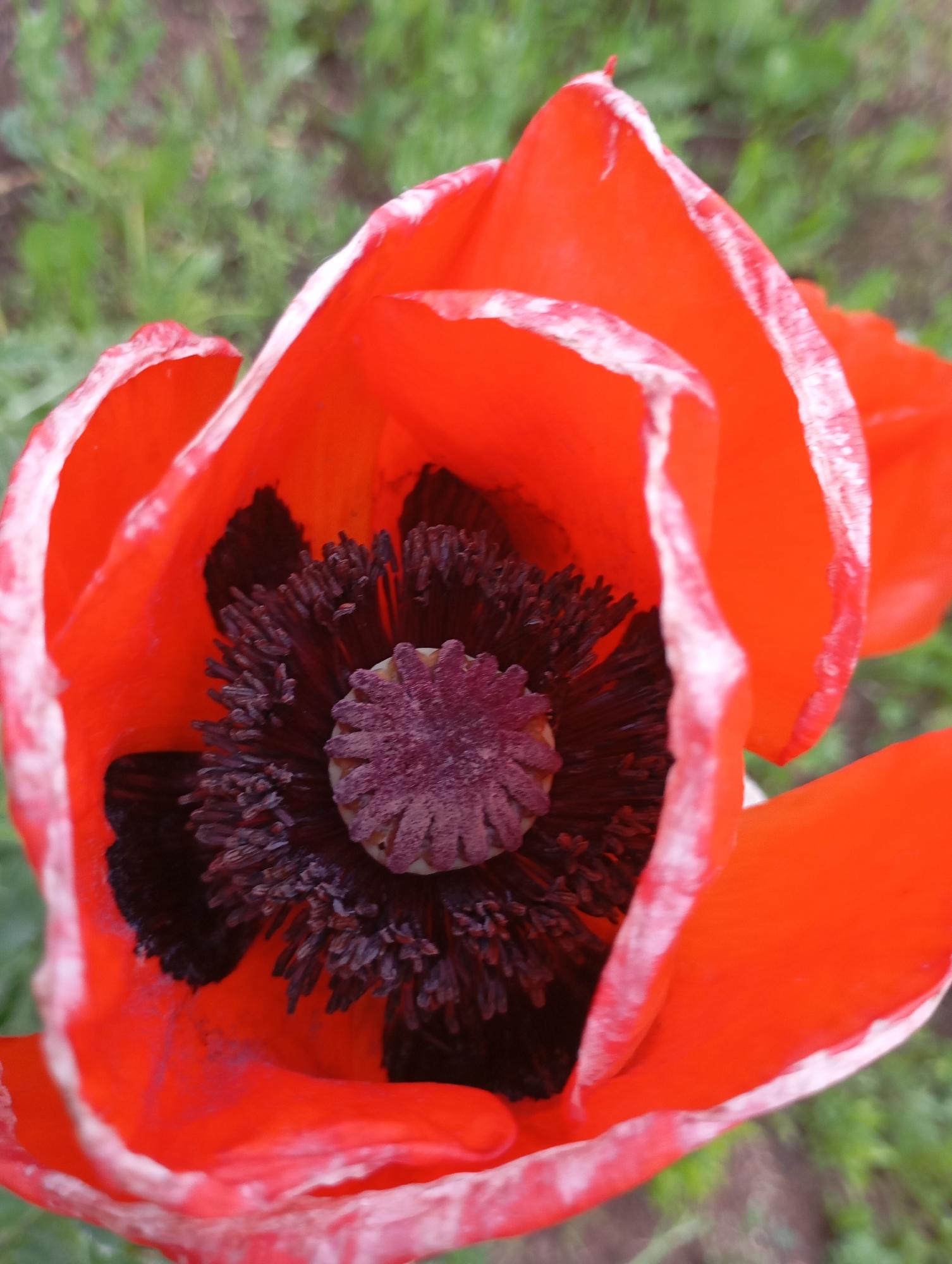 A close-up, high-angle forensic photograph captures the interior of a vibrant red poppy flower, likely Papaver orientale, situated in the city of Фоки, Russia. The flower's large, cup-shaped petals, predominantly crimson, exhibit irregular white or pale pink margins and streaking, particularly noticeable on the upper and right edges. The central reproductive structures are clearly visible: a dense, dark brown to black cluster of numerous stamens surrounds a prominent, flattened, disc-shaped pistil, which is purplish-brown and appears textured or segmented. The background consists of out-of-focus, mottled green and earthy tones, indicating natural foliage such as grass or other garden plants. Illumination is natural, casting soft shadows that highlight the depth and texture of the petals and the intricate details of the flower's core.