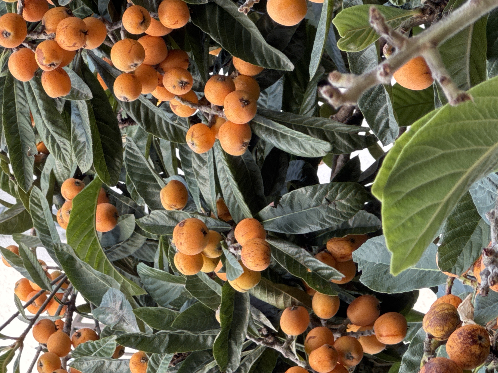 The image shows a loquat tree laden with orange fruits and dark green, serrated leaves. The fruits appear in clusters. The branches and stems are visible between the leaves. The scene is well-lit with natural light. The location is likely Budva, Montenegro, given the presence of loquat trees, which thrive in Mediterranean climates.