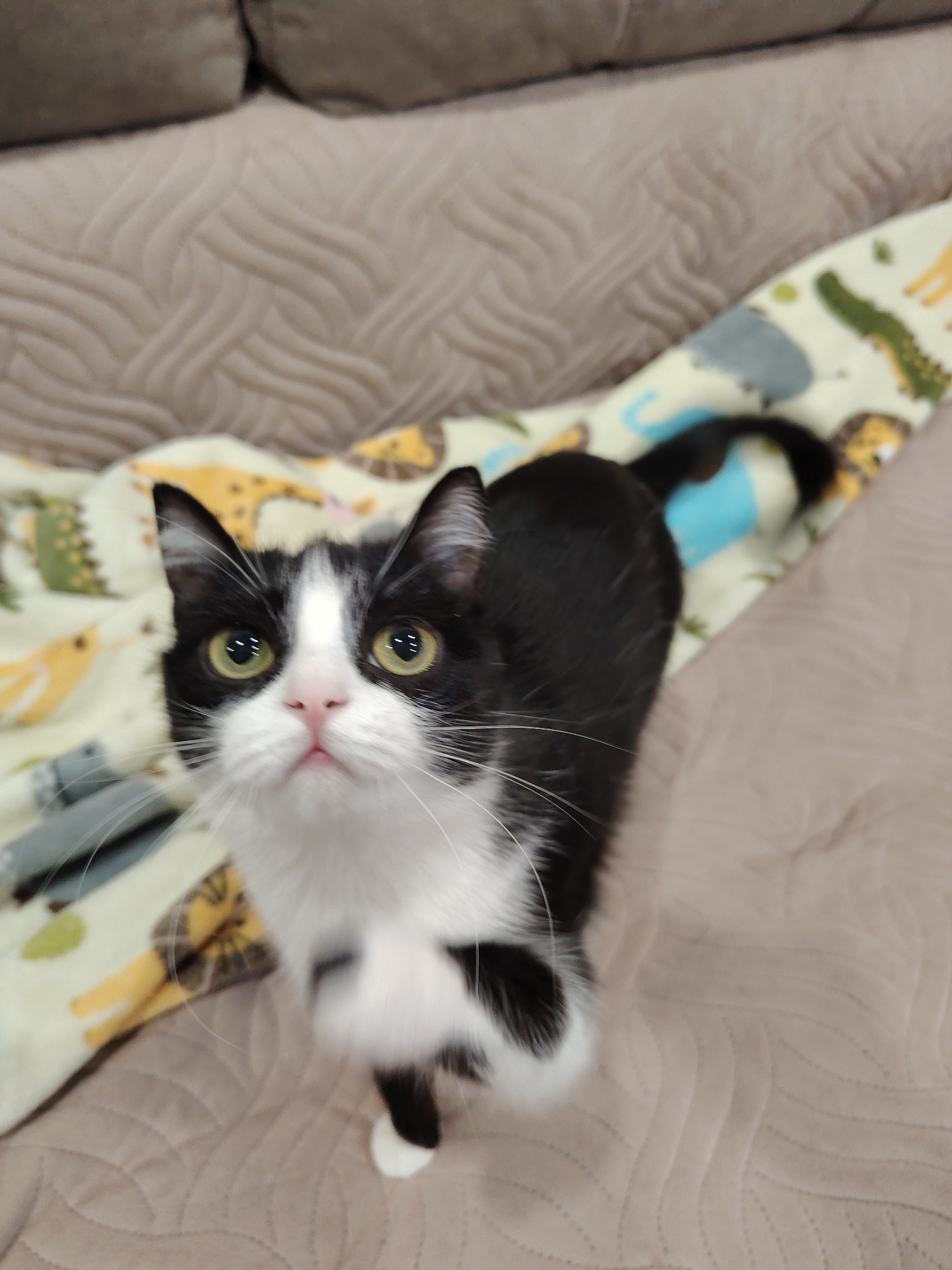 A black and white cat with green eyes is standing on a textured, light brown surface. Behind the cat is a blanket with a pattern of cartoon animals. The cat is looking up towards the camera. The location is Unknown, Unknown.