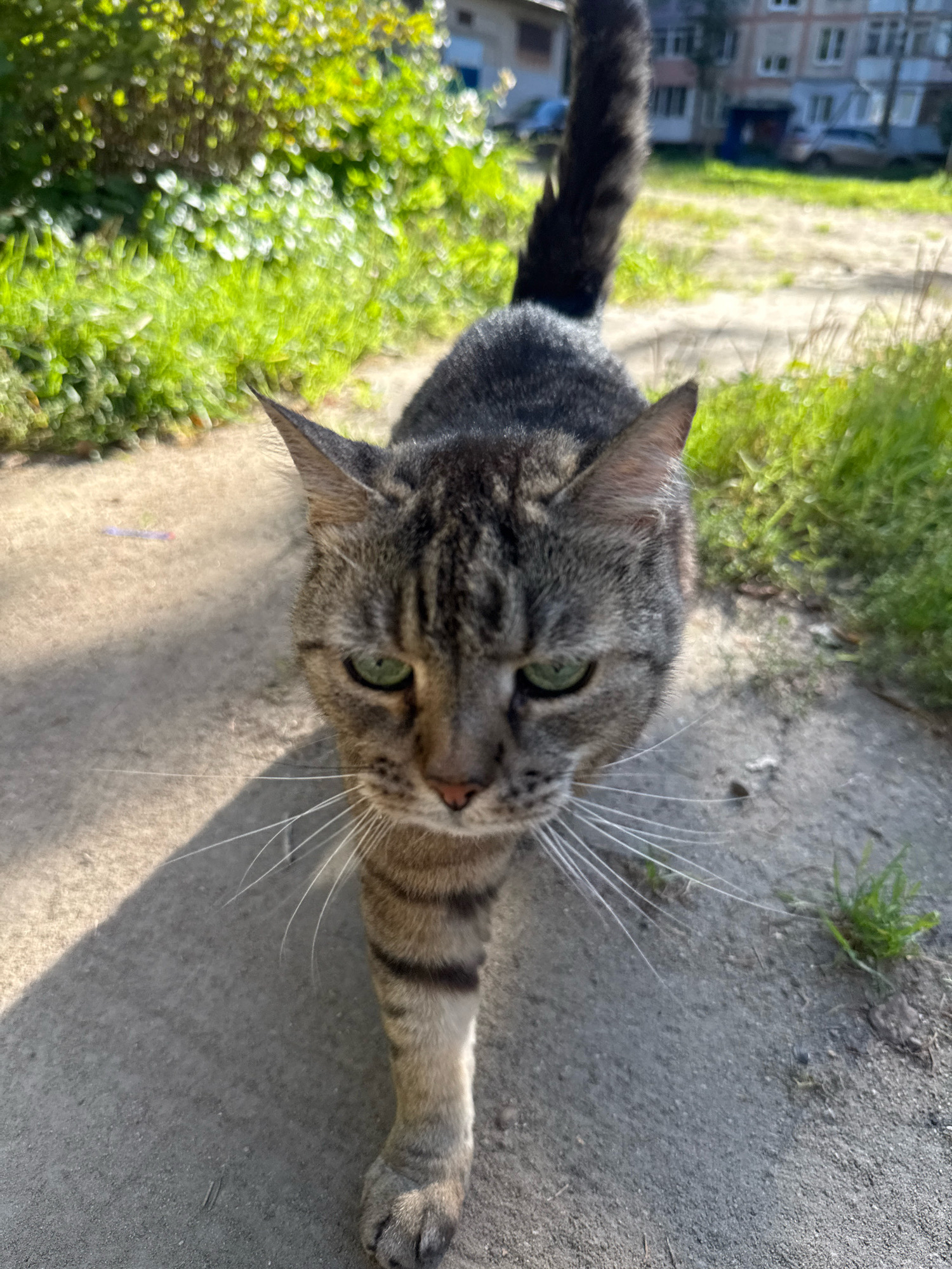A close-up, eye-level, medium shot shows a grey tabby cat walking on a paved path outdoors, with its body angled towards the viewer and its head turned to face the camera. The cat has green eyes, prominent white whiskers, and a striped tail that curves upwards. The path is flanked by green grass and bushes. In the background, there is a blurred view of a residential building and some parked cars, suggesting an urban or suburban environment. The lighting indicates it is daytime, with a shadow of the cat cast on the path. This scene is located in Rusanovo, Russia.