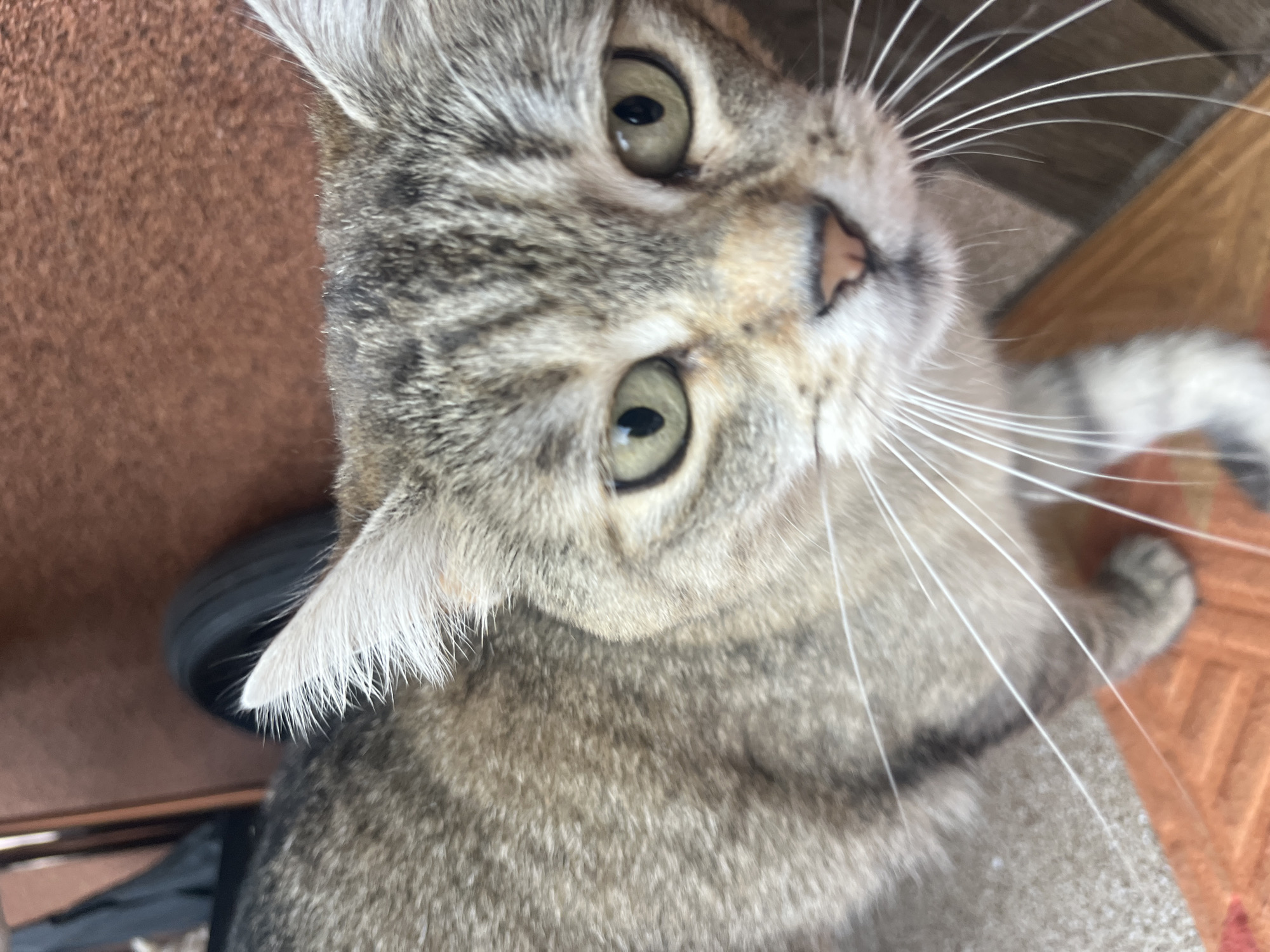 A close-up, eye-level shot captures a tabby cat's face and upper body in Onokivtsi, Ukraine. The cat's fur is a mix of grey, brown, and black stripes, with lighter fur around its muzzle and a pink nose. Its green eyes are wide open, and long white whiskers extend outwards. The cat's ears are pointed, with tufts of white fur at the tips. The background is blurred, showing shades of brown and black, with a hint of a textured surface. The cat is positioned centrally in the frame, looking directly at the camera.