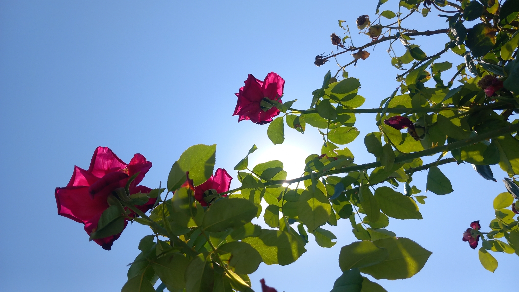This is a low-angle, close-up, vertical, full-color photograph of a rose bush against a clear blue sky. The sun is shining brightly from behind the leaves and roses, creating a lens flare in the center of the image. Two large, deep pink or crimson roses are in focus, one at the top left and another in the mid-right of the frame. Their petals are translucent due to the backlighting. Numerous green leaves are visible, some of which are brightly illuminated by the sun. The rose bush has thorny stems. Some dried, spent rose hips or flower remnants are visible on the right side of the frame. The overall setting appears to be outdoors, likely a garden or park, under a bright, sunny sky. The location is specified as Άγιος Νεκτάριος, Greece. There are no people or animals visible in the image.