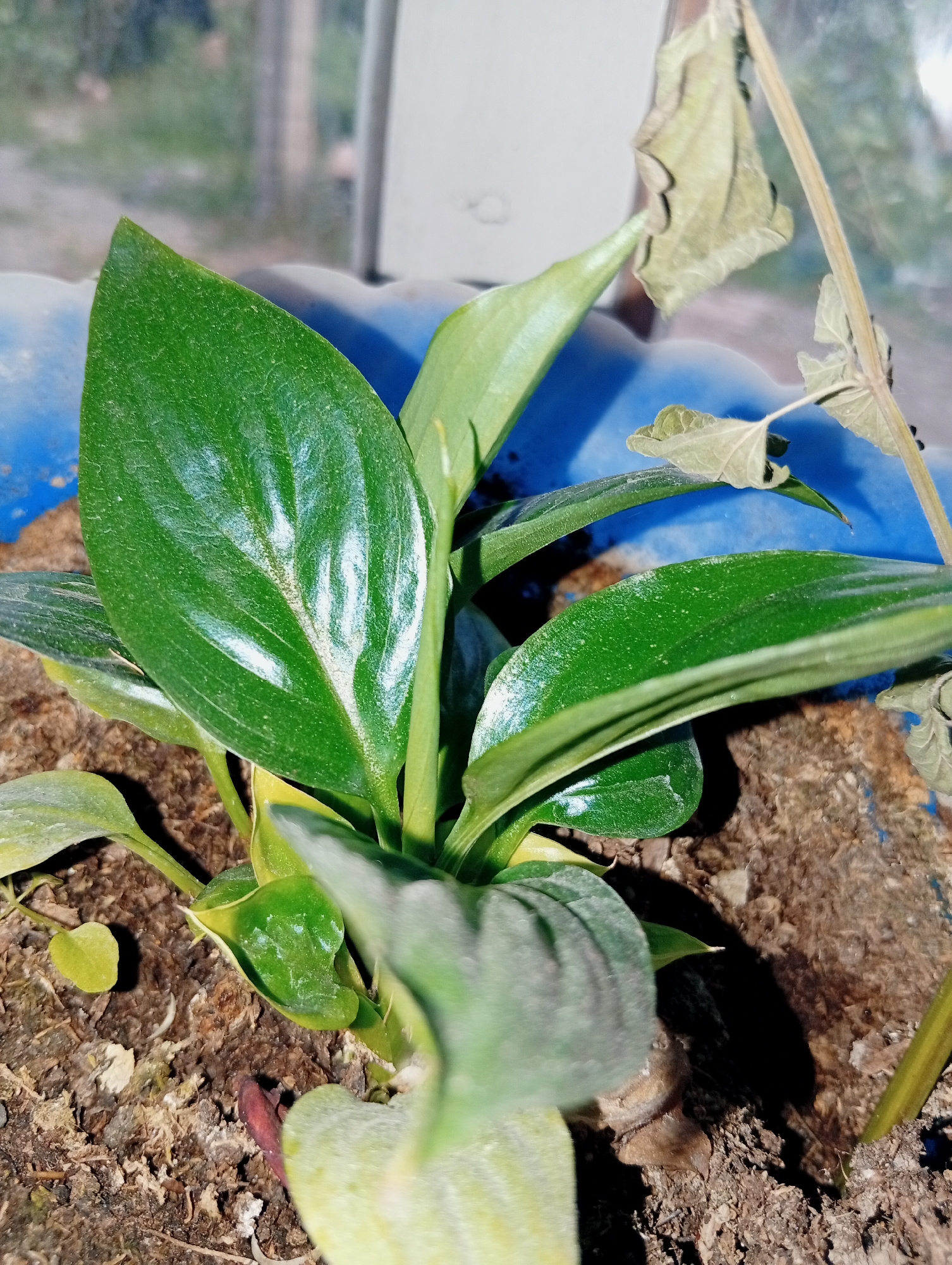This is a close-up, eye-level medium shot of a healthy green plant in a pot. The plant has several broad, glossy green leaves with prominent veins and a slightly waxy sheen. One large leaf in the foreground is particularly vibrant, catching the light.
The plant is growing in dark, earthy soil, which appears dry and somewhat clumpy. The pot itself is visible in the background, painted a bright blue. The overall scene suggests an indoor or sheltered outdoor environment, as indicated by the blurry background which hints at a window or wall. There are also some dried leaves and a thin, dry stem of another plant visible to the right of the main subject, suggesting some neglect or the natural aging of plant matter.
The lighting appears to be natural, possibly from a window, casting a soft illumination on the leaves and creating subtle shadows. The time of day is not definitively indicated, but the quality of light suggests it's daytime. There is no discernible text in the image. The focus is entirely on the plant, highlighting its verdant health in contrast to the dried elements.