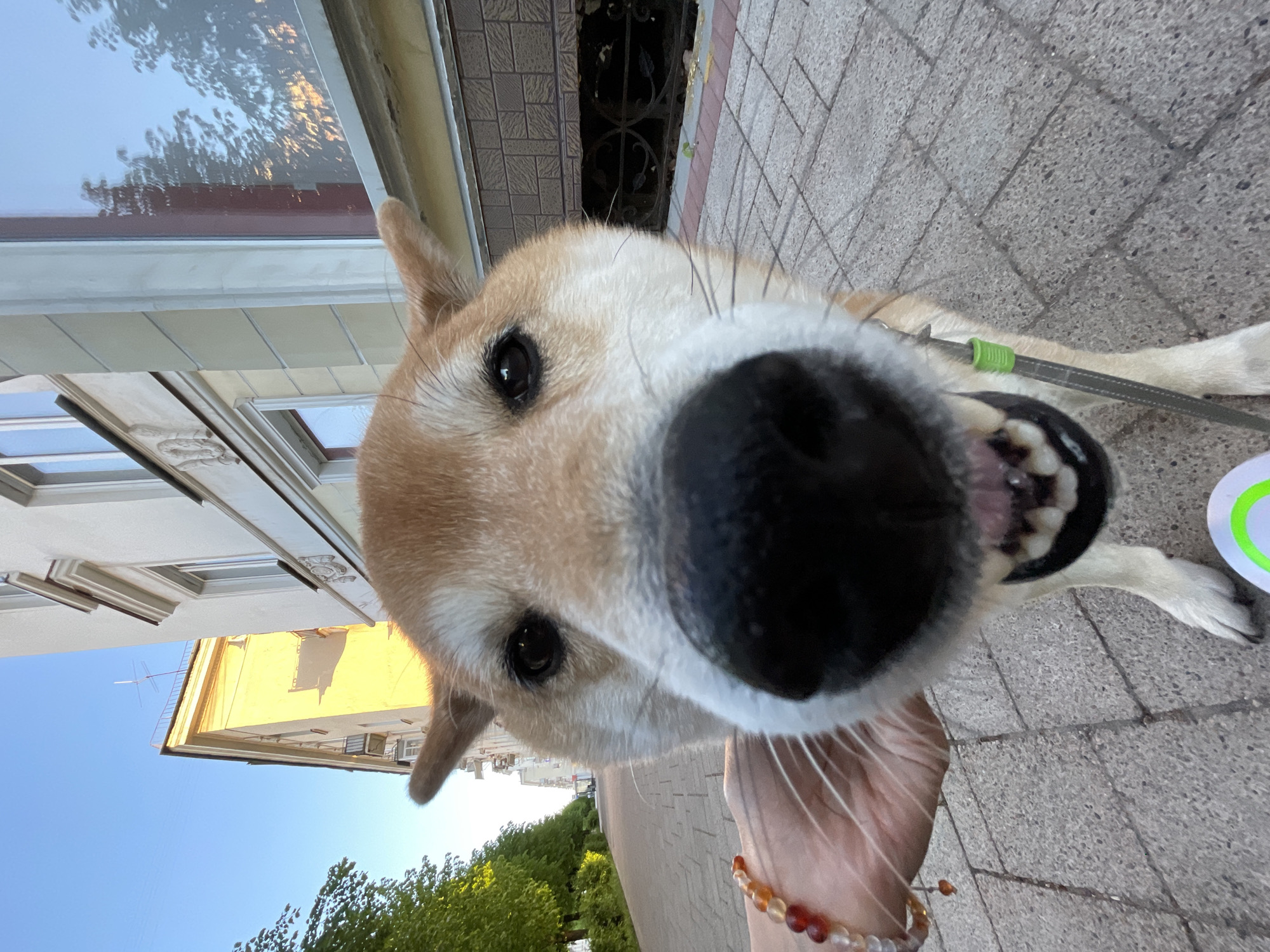 The image is a close-up, low-angle shot of a Shiba Inu dog. The dog's face fills most of the frame, with its nose prominently in focus. The dog's eyes are visible, and its mouth is slightly open, revealing its teeth. The dog is on a leash. In the background, there is a sidewalk with rectangular paving stones and buildings. There is also a blue sky. Based on the architecture, it is plausible that the photo was taken in an urban environment similar to Zheleznogorsk, Russia. The image is rotated, making the sky appear on the lower left side. Someone's hand with a beaded bracelet is also visible.