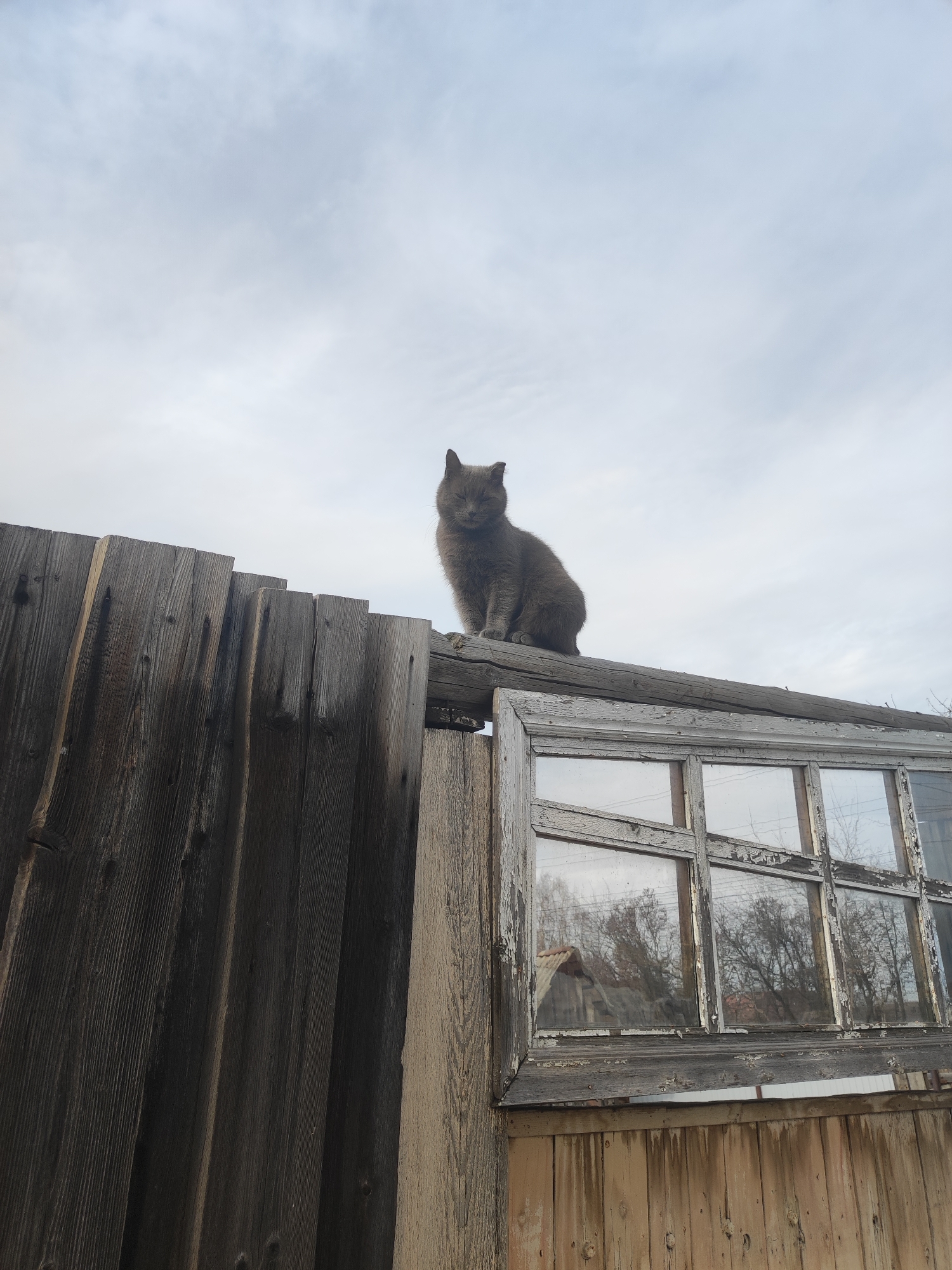 A medium-sized gray cat sits atop a weathered wooden structure composed of a tall, roughly constructed fence and an old window frame. The fence, made of dark, aged wood planks, appears slightly slanted, suggesting age or possible disrepair. Adjacent to the fence is an old wooden window frame with peeling paint, its panes reflecting the surroundings. Outside the window, bare trees and indistinct buildings can be seen. The sky overhead is overcast with a uniform, greyish-white cloud cover. The location is suggested to be Votkinsk, Russia.