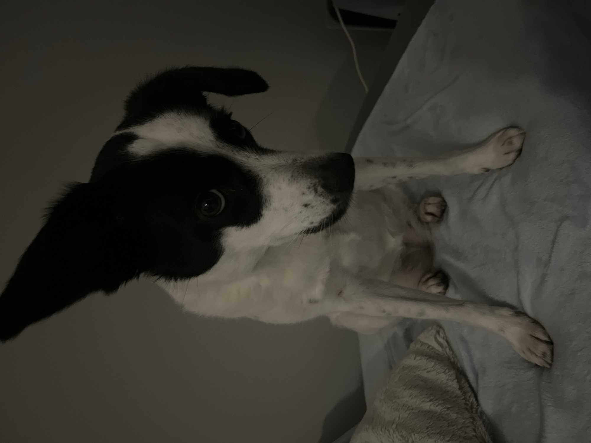 A medium shot captures a black and white dog sitting on a blue blanket, indoors. The dog is facing forward, with its head tilted slightly to the right. Its right ear is perked up, while its left ear is flopped down. The dog has dark eyes and a black nose with white speckles on its muzzle. Its body is mostly white with black markings on its head and ears. The background is a plain grey wall, with some lighting from the right side of the frame. To the left of the dog, a light-colored pillow is visible. The scene is dimly lit, creating a slightly somber mood.