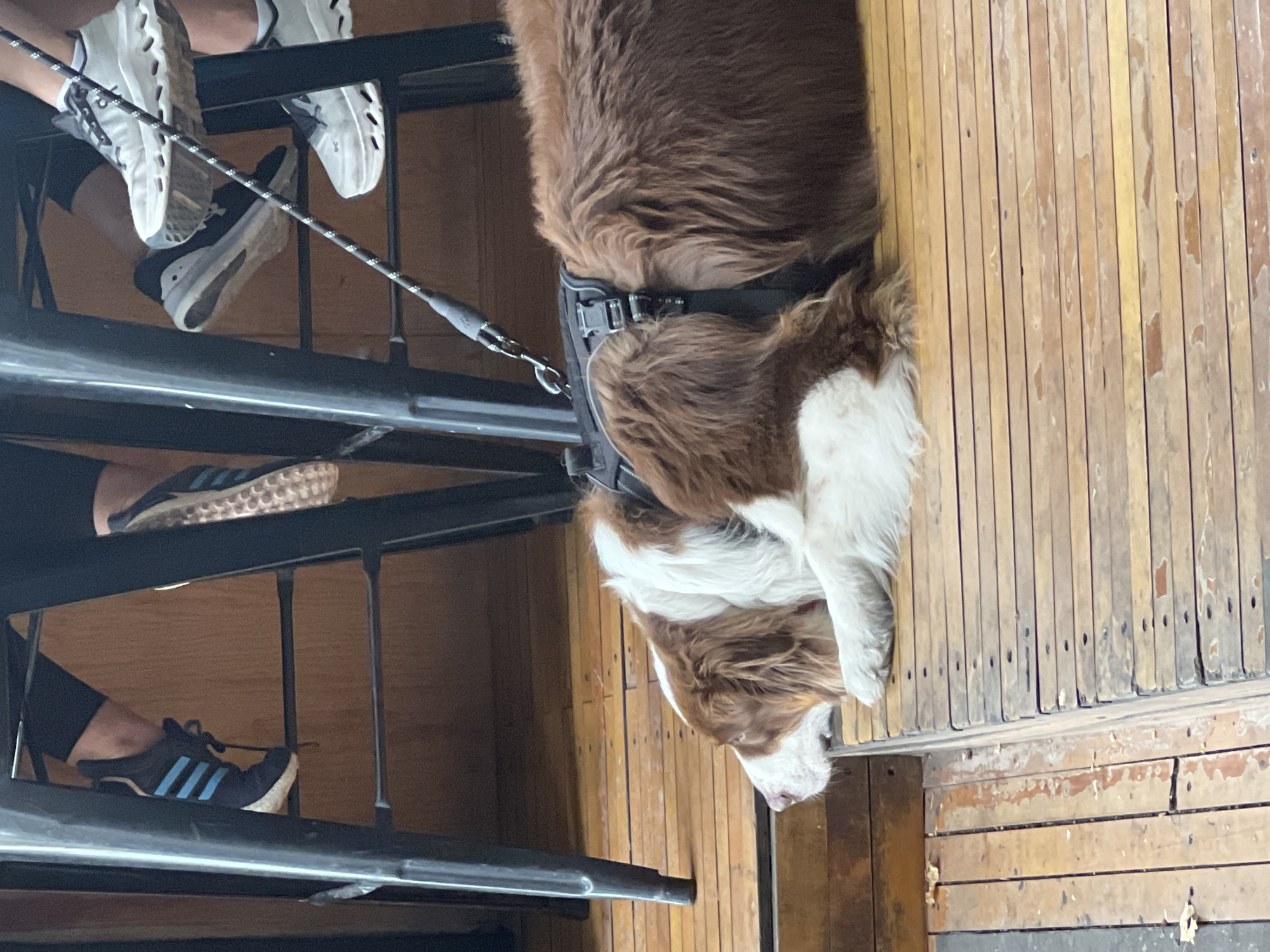 A brown and white Australian Shepherd dog lies on a wooden floor, next to a black metal table with people sitting around it. The people's legs and shoes are visible beneath the table. The dog is wearing a black harness and leash. The wooden floor consists of light brown planks. The location is likely an outdoor patio in Mexico City, Mexico.